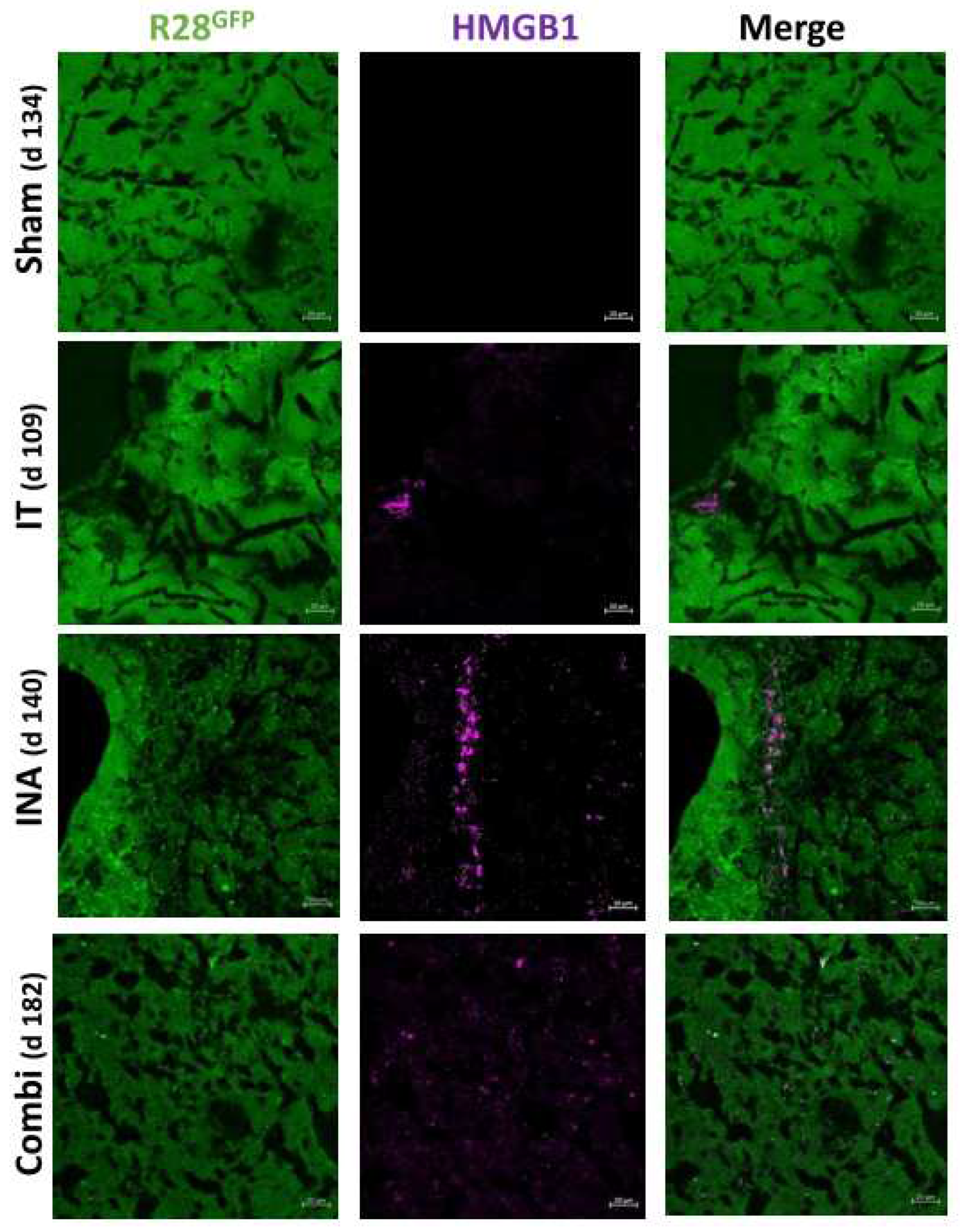 Preprints 82936 g008