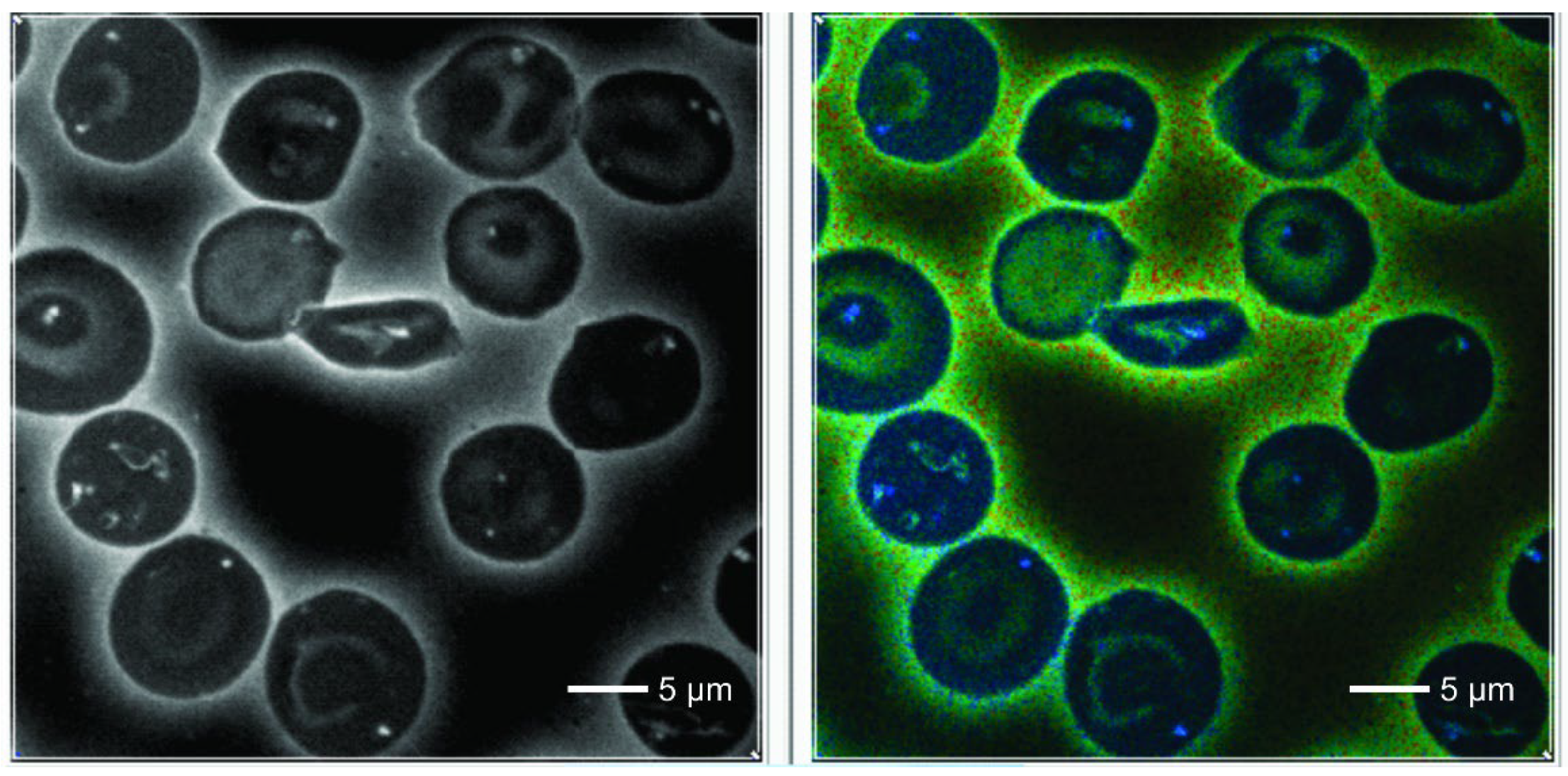 Preprints 120095 g003