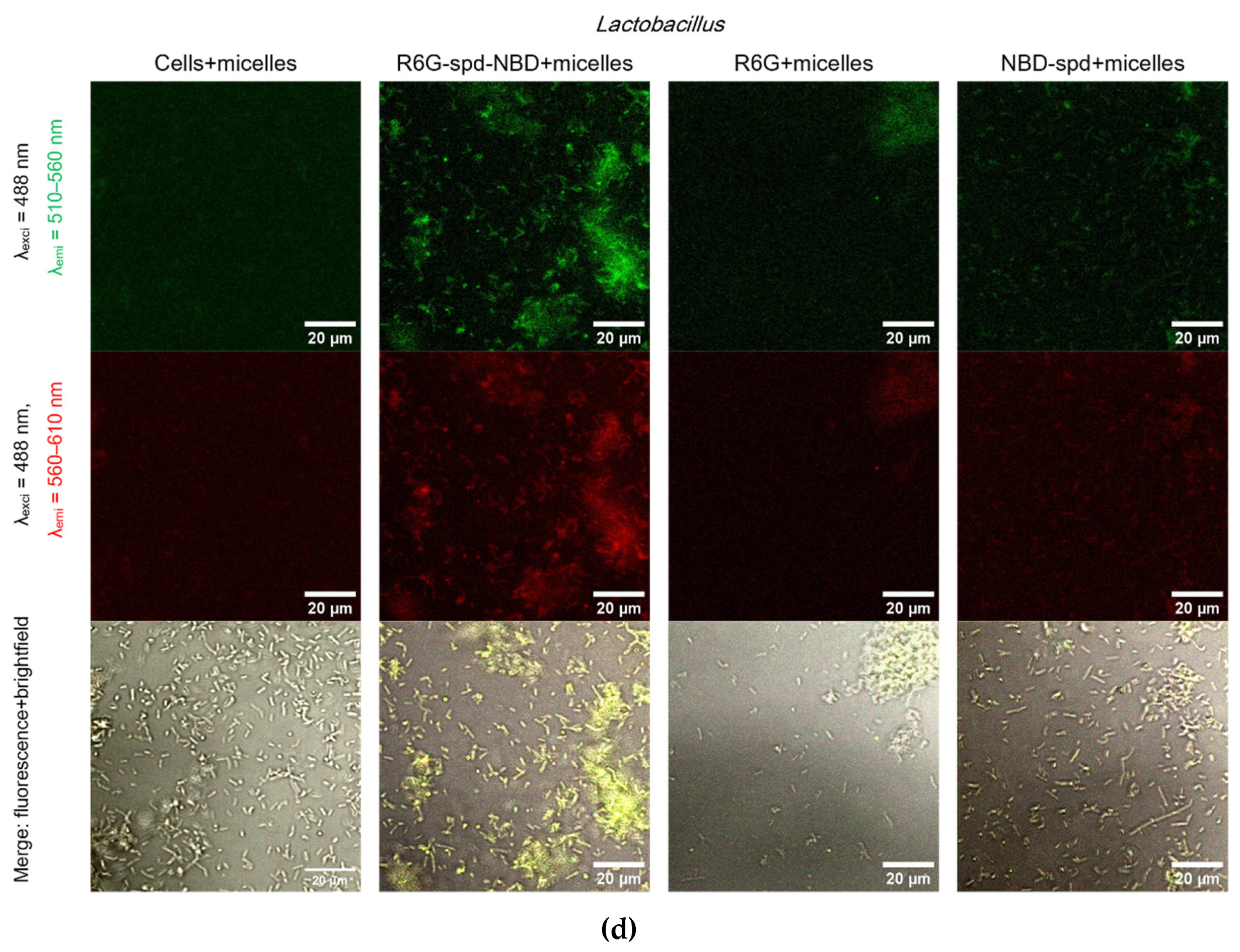 Preprints 114321 g005c