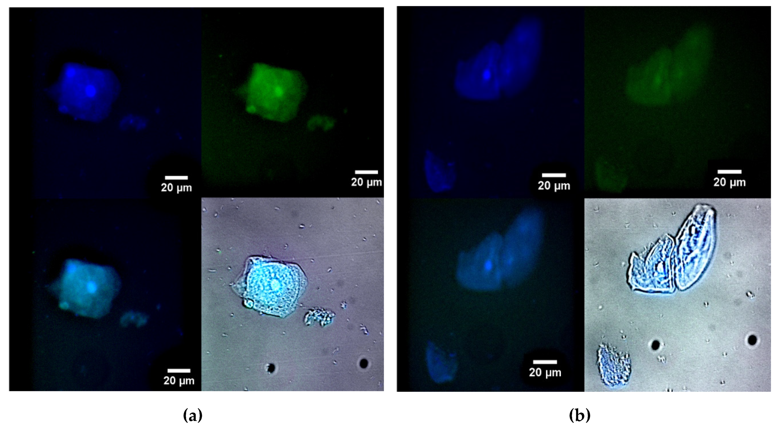 Preprints 114321 g006