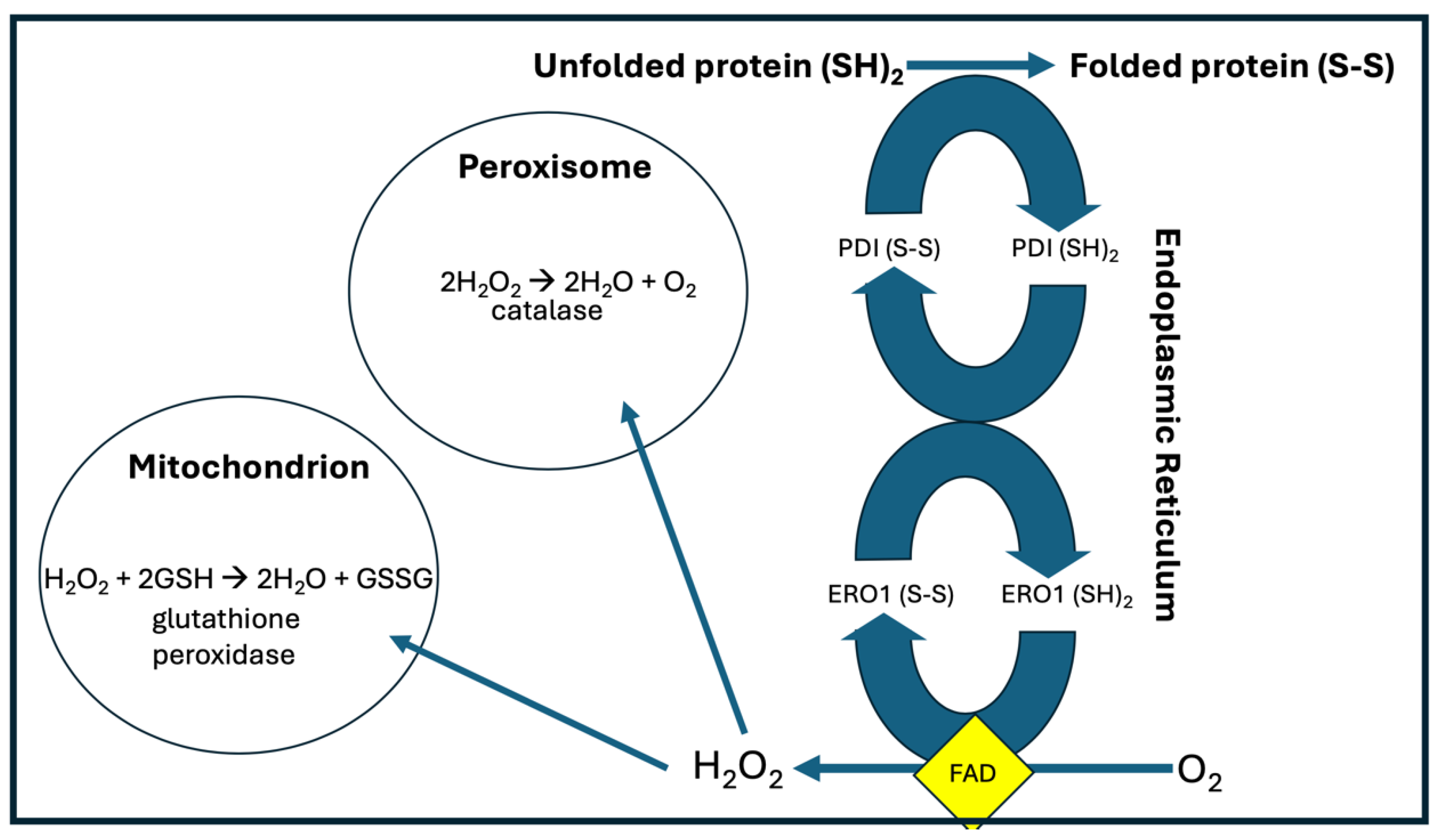 Preprints 118927 g002