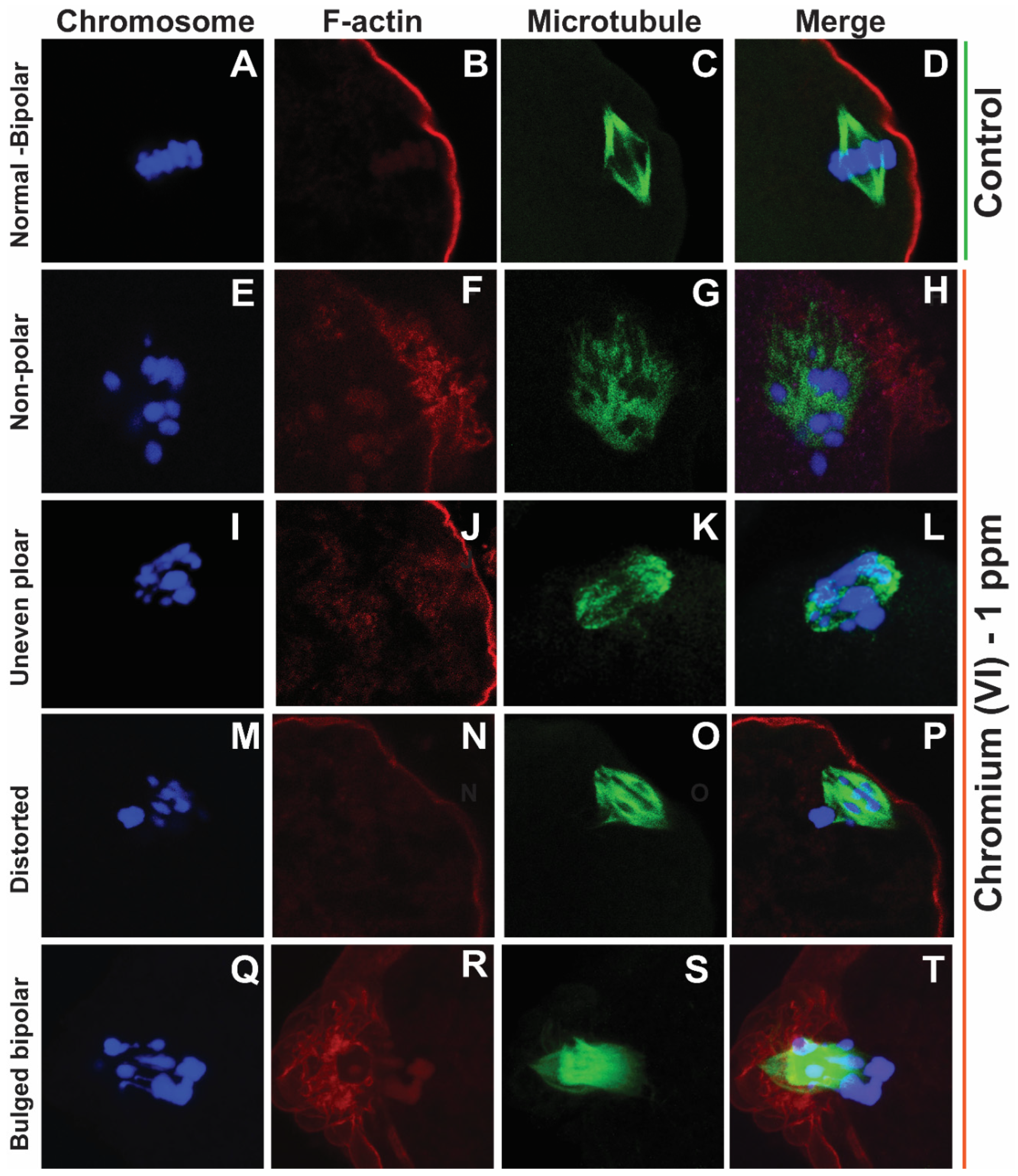 Preprints 71504 g001