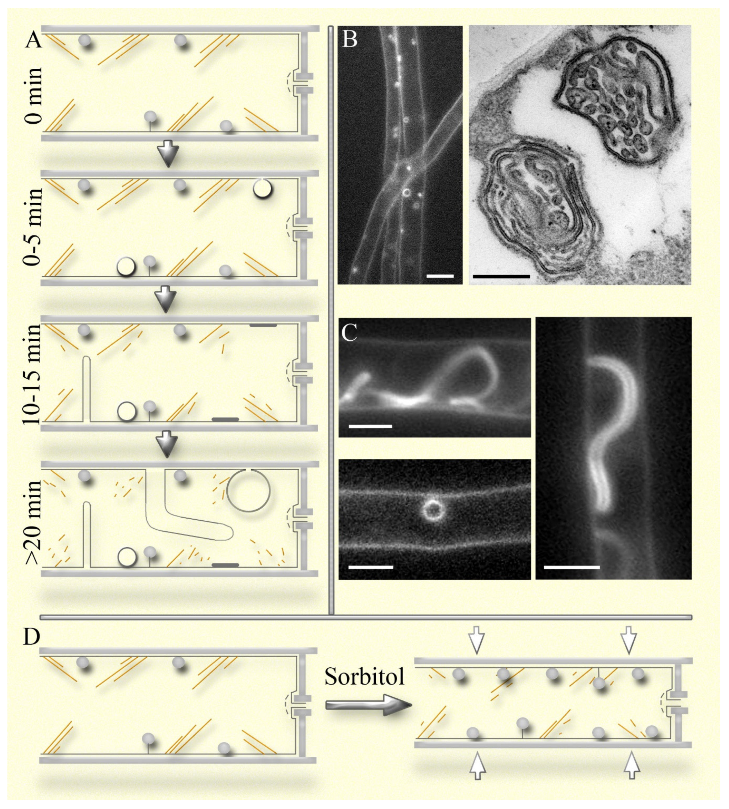 Preprints 118298 g002