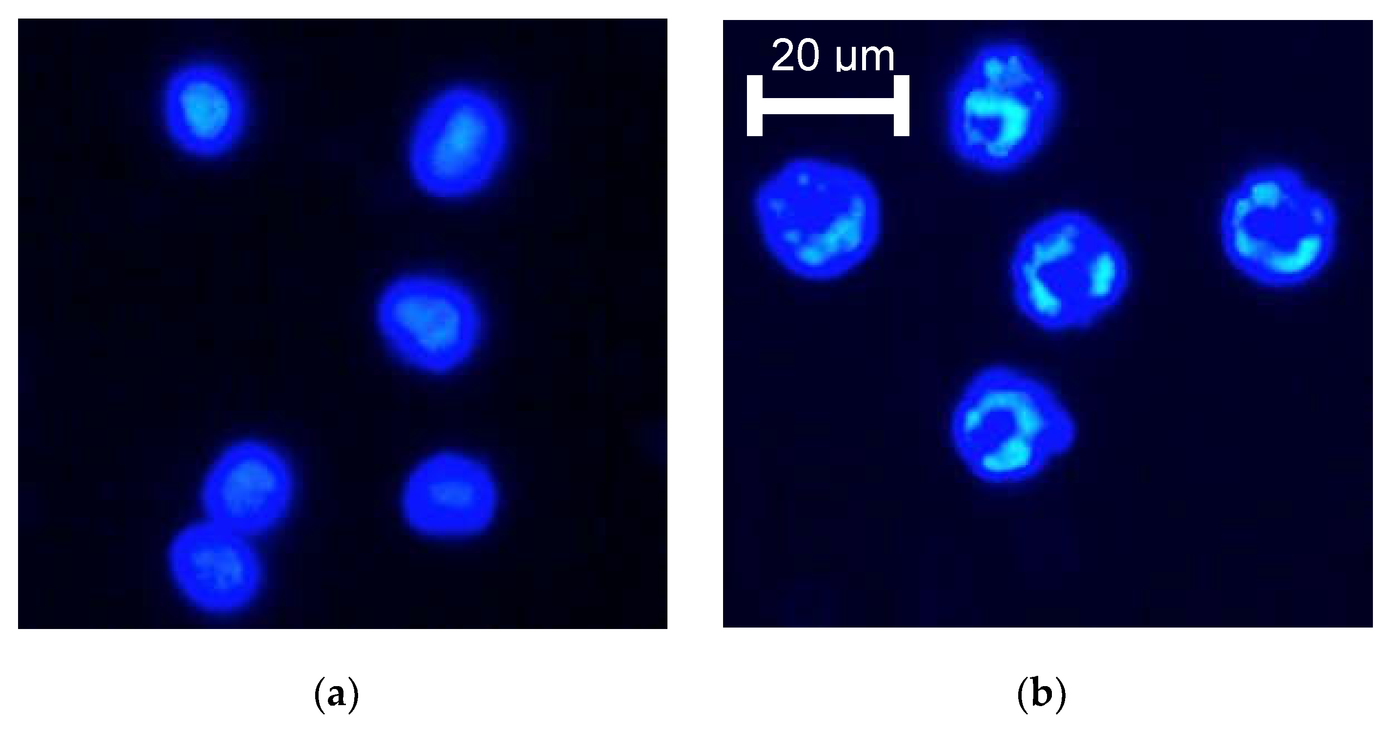 Preprints 77105 g005