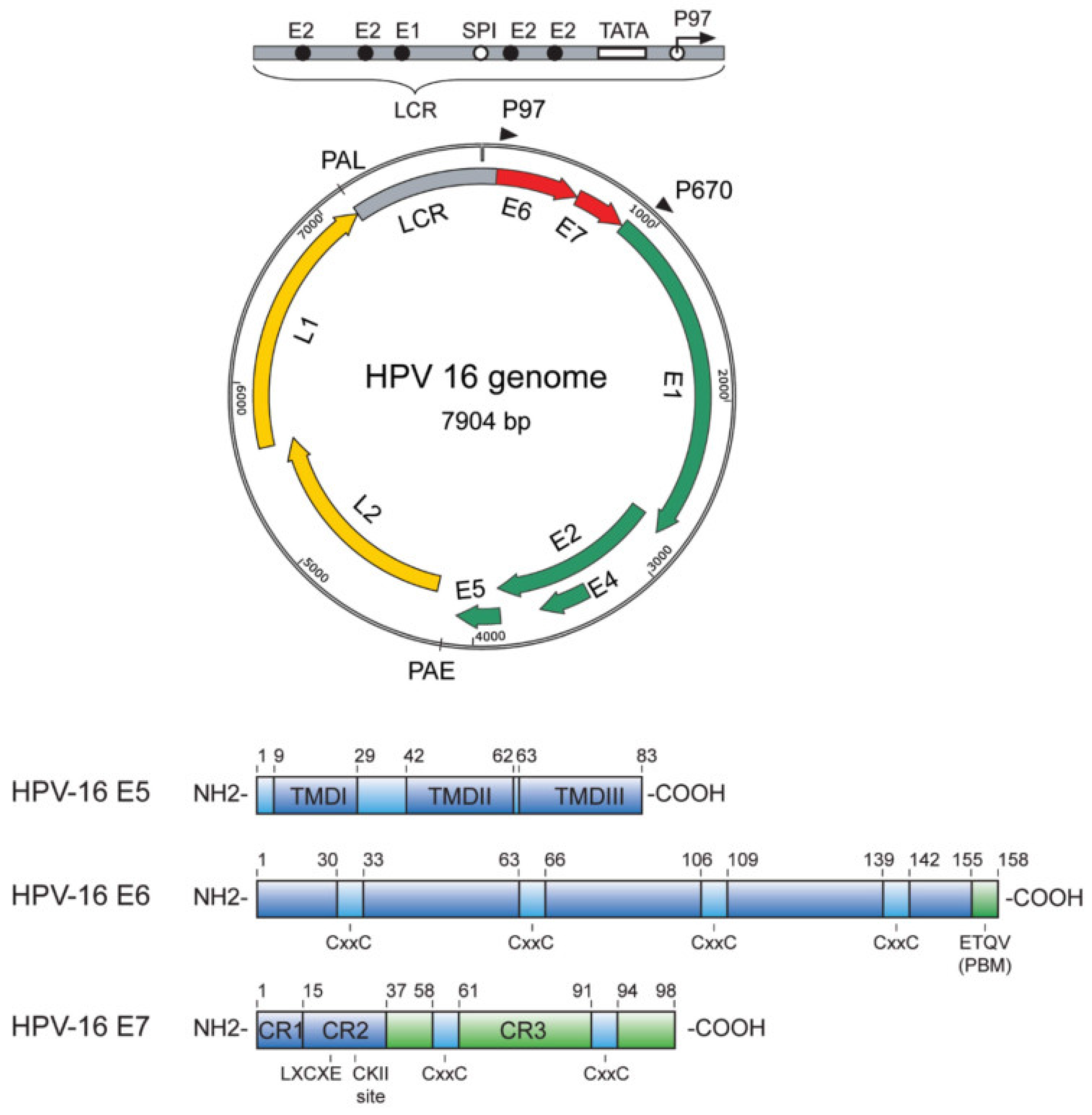 Preprints 119048 g001