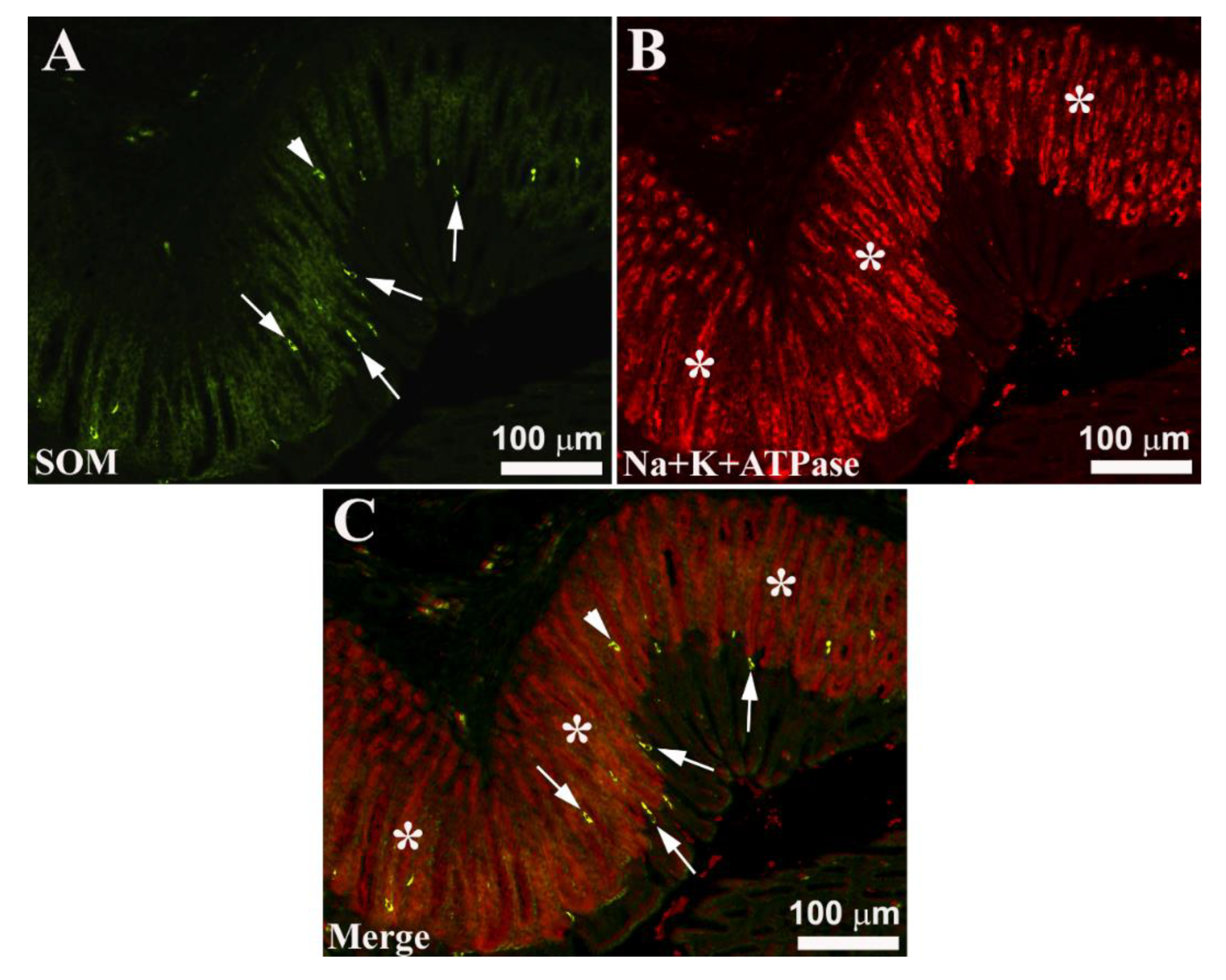 Preprints 81531 g001