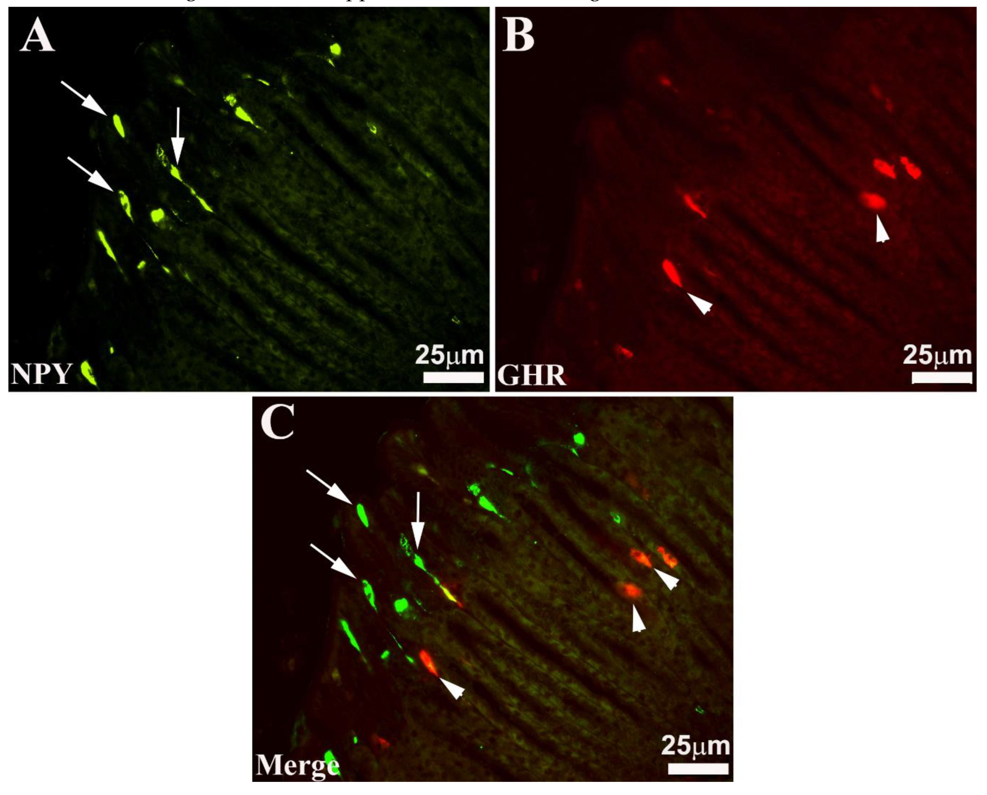 Preprints 81531 g002