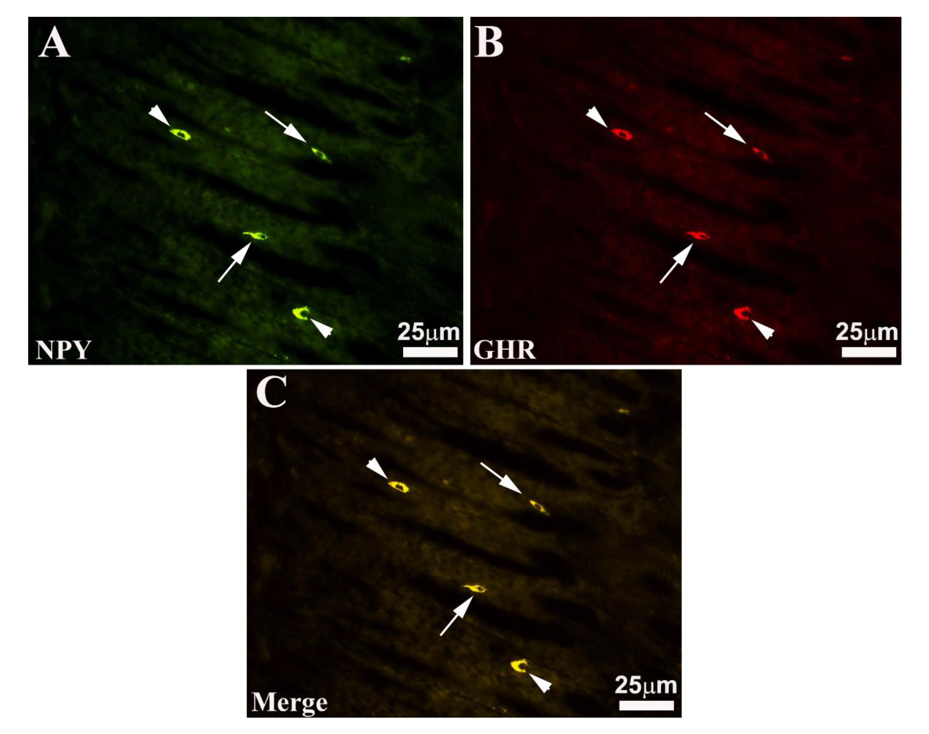 Preprints 81531 g003