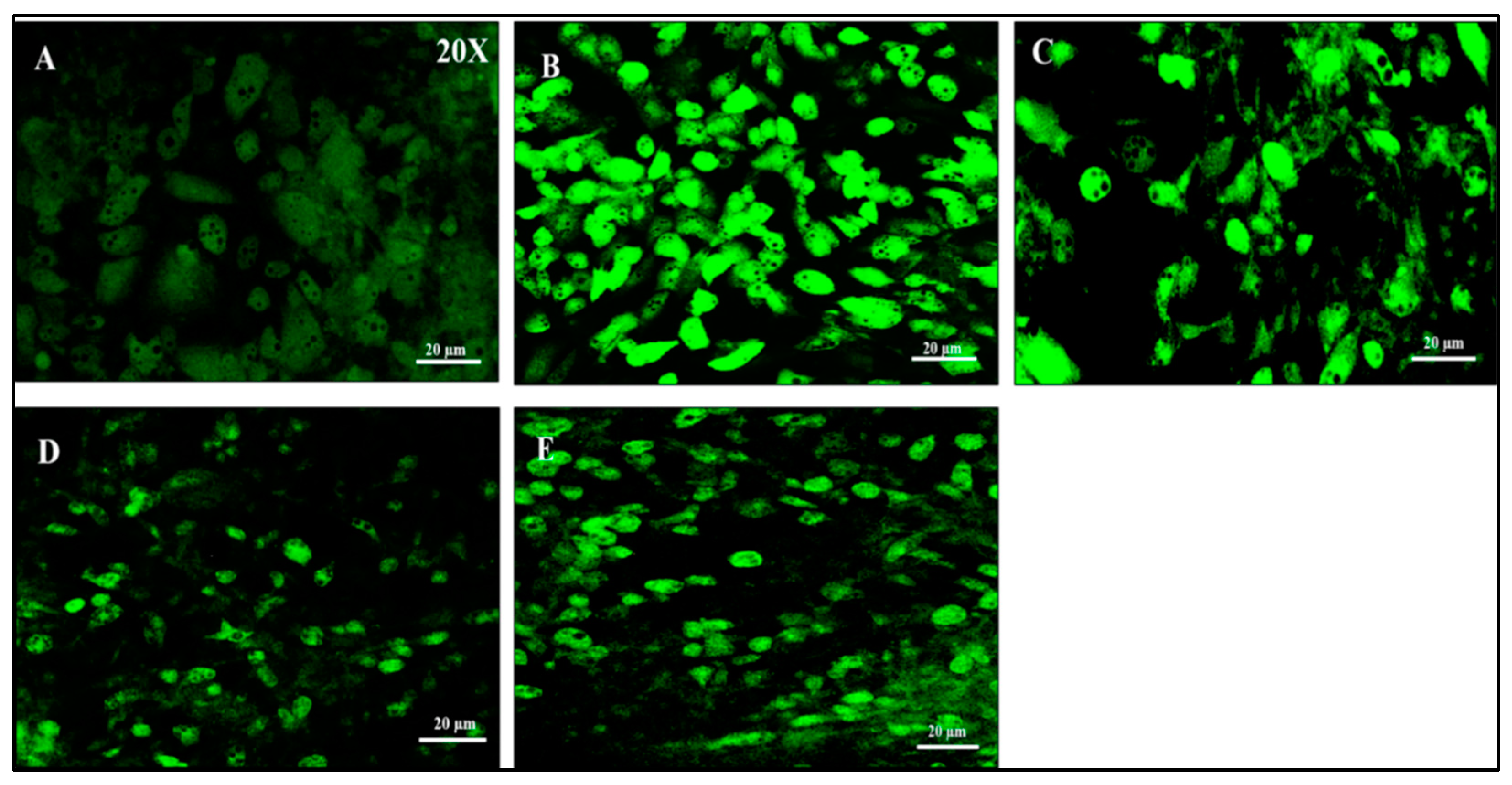 Preprints 75676 g006