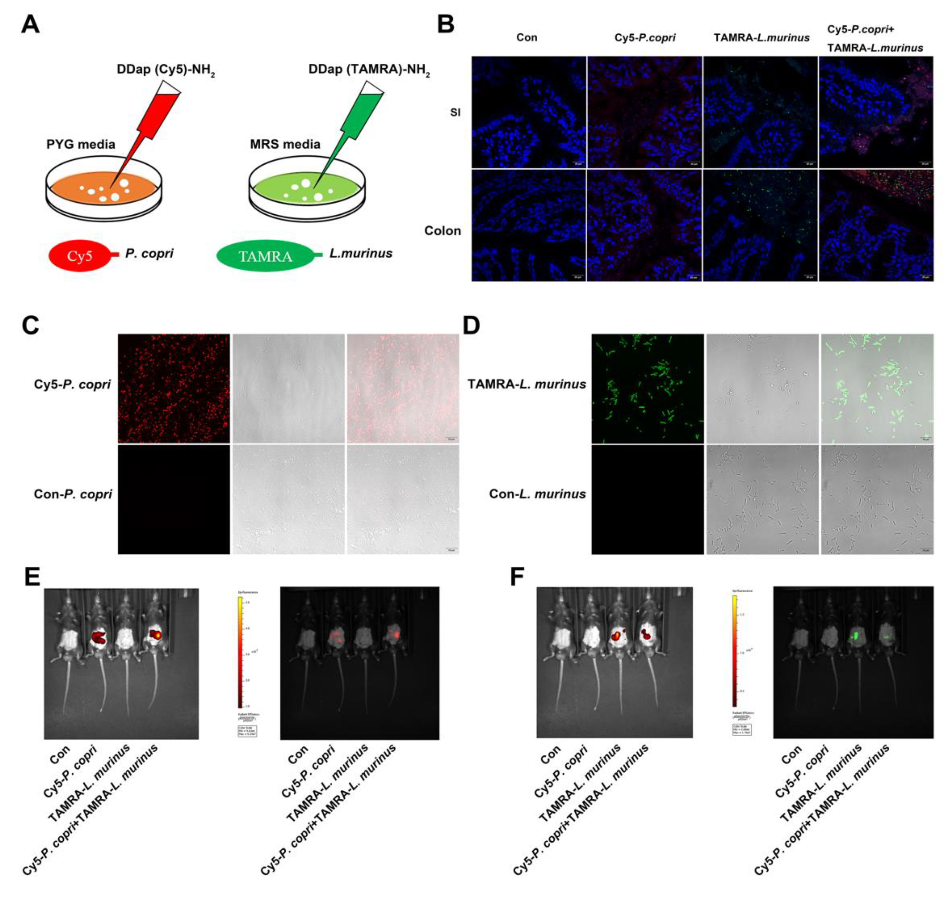 Preprints 74478 g006