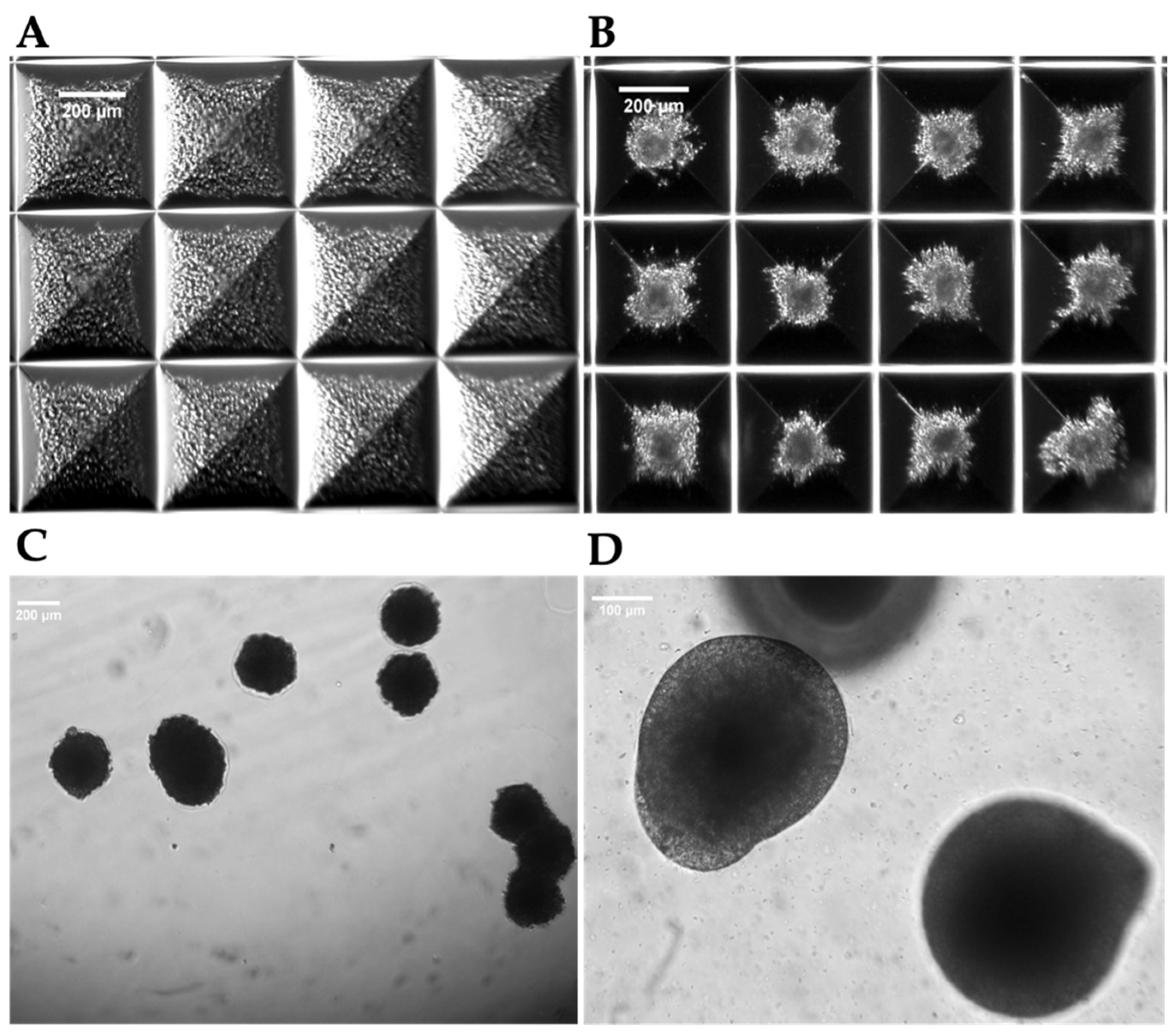 Preprints 77507 g004