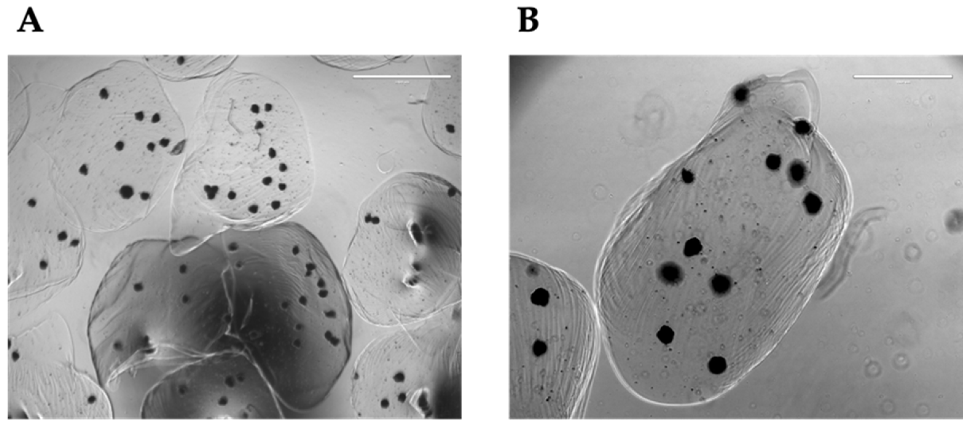 Preprints 77507 g005