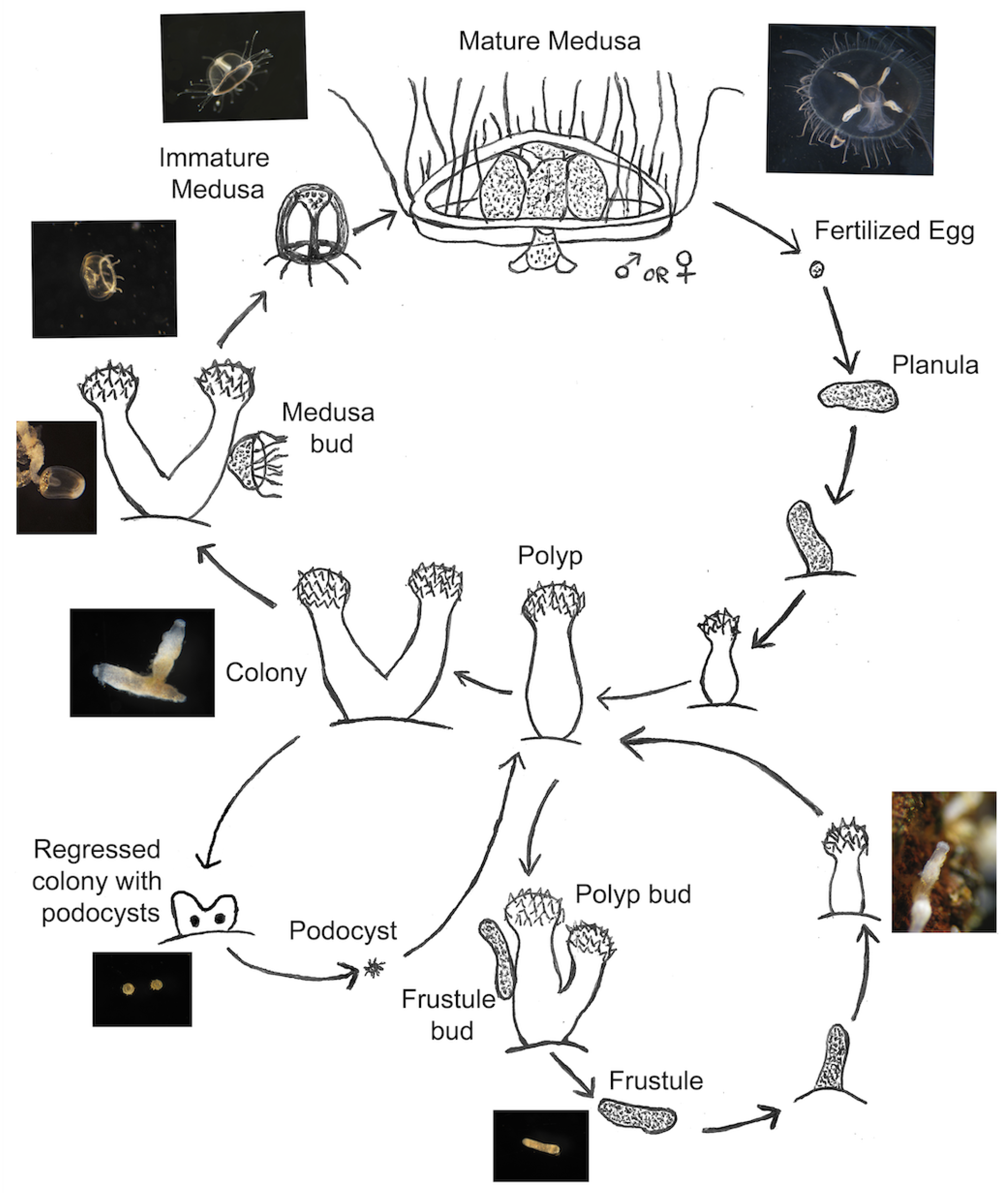 Preprints 107971 g001