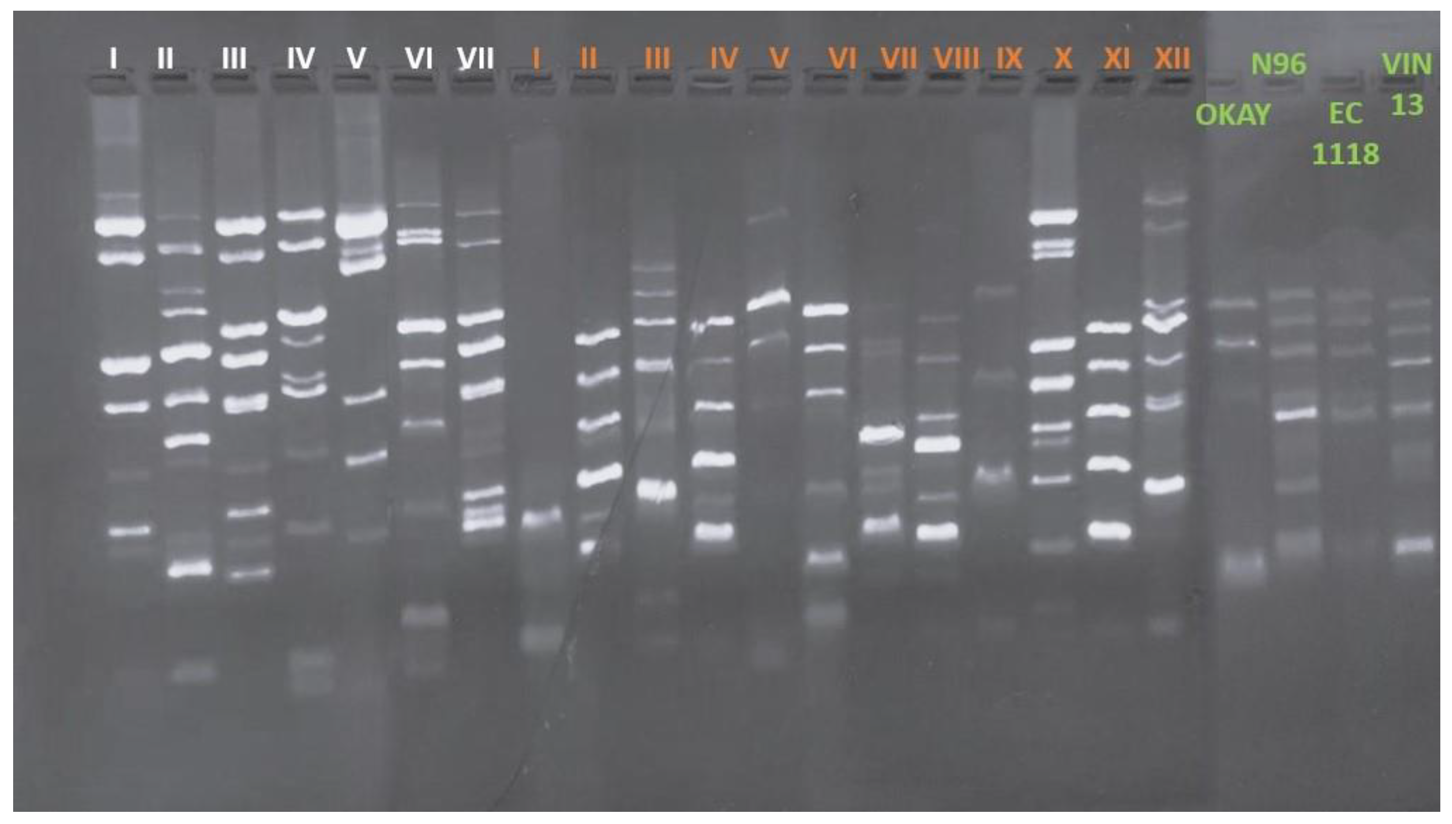 Preprints 107565 g001