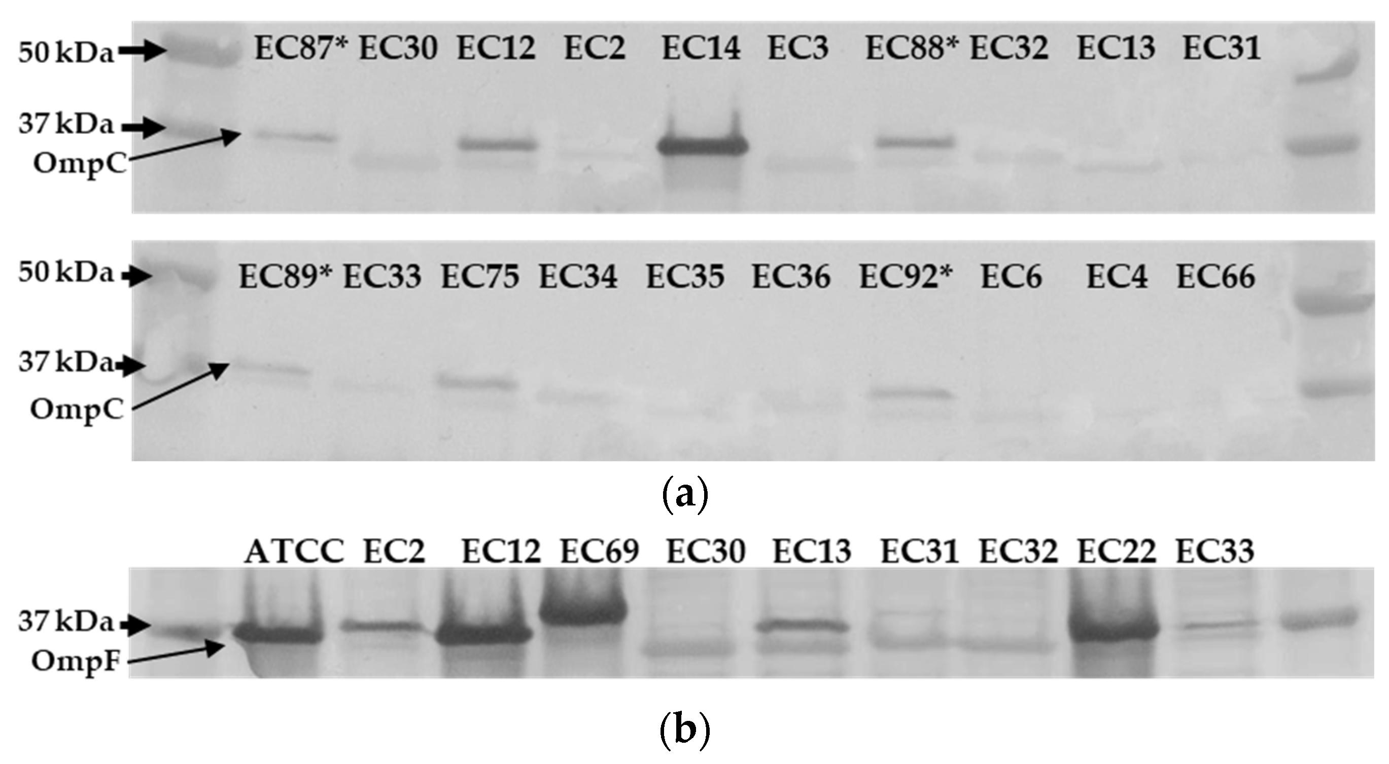 Preprints 95278 g003