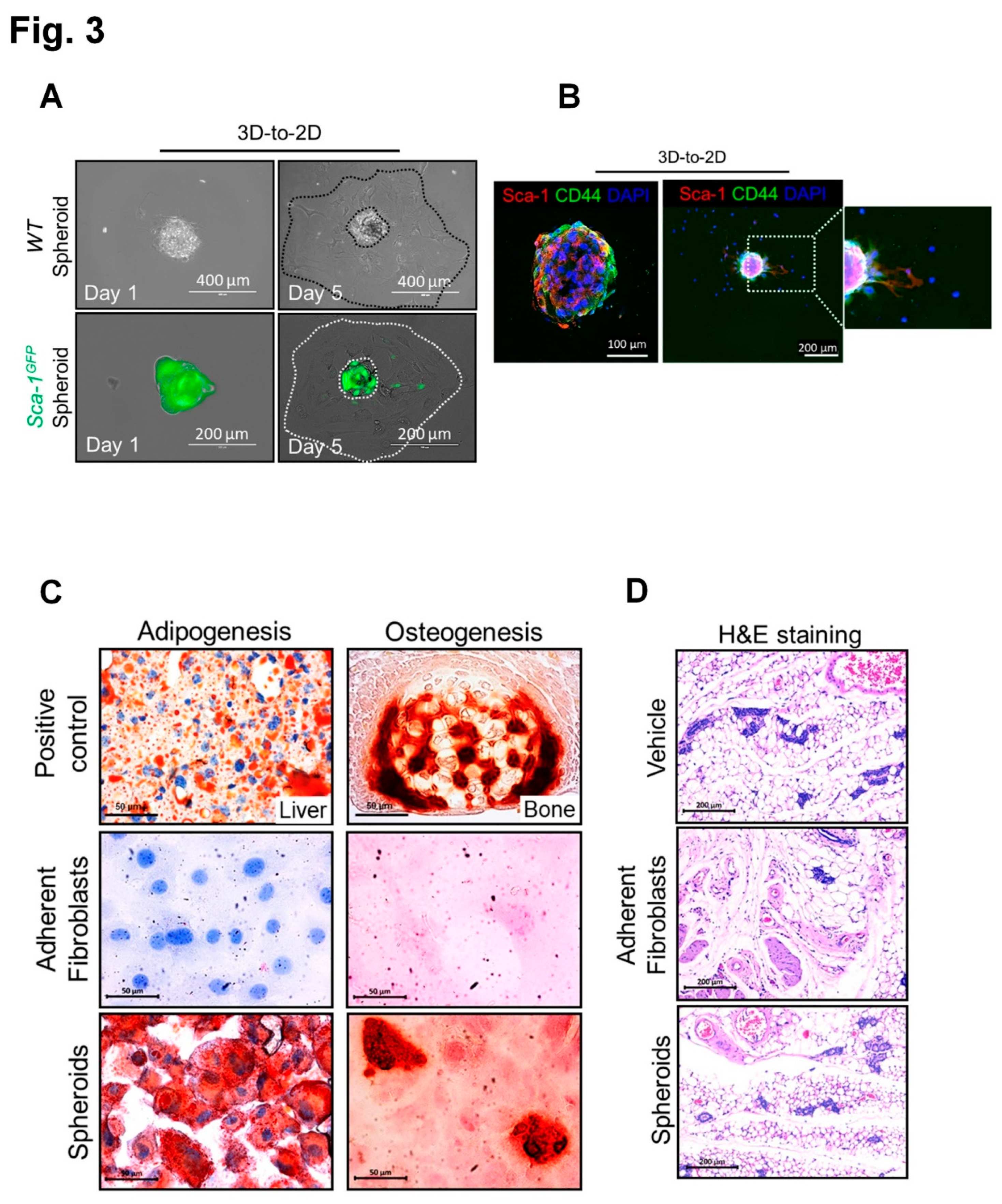 Preprints 85321 g003