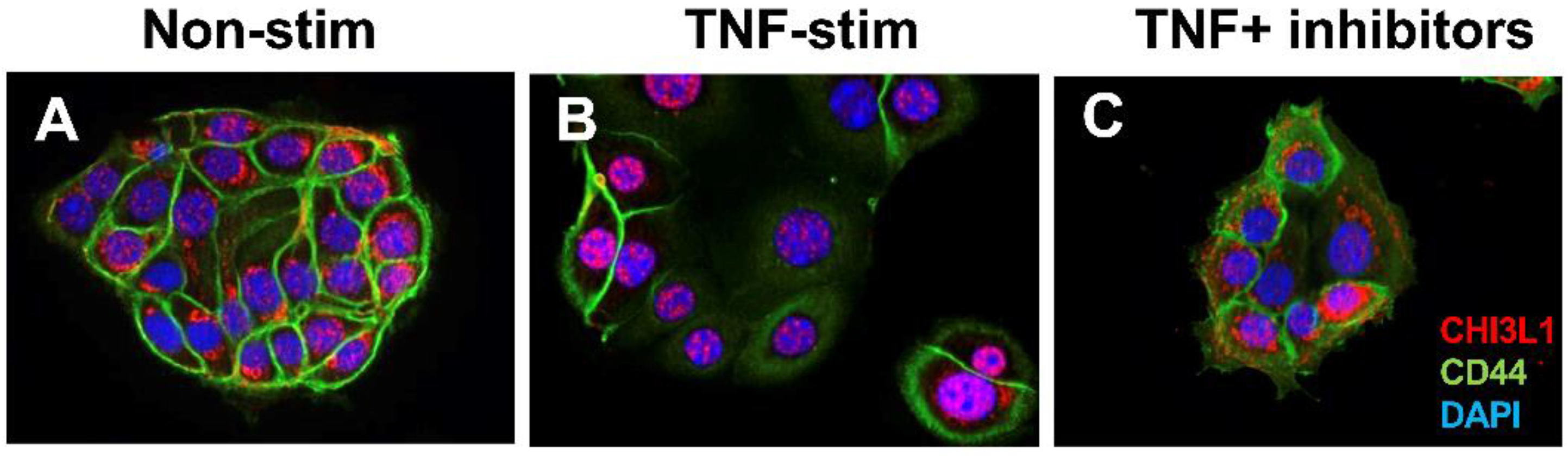 Preprints 100078 g001