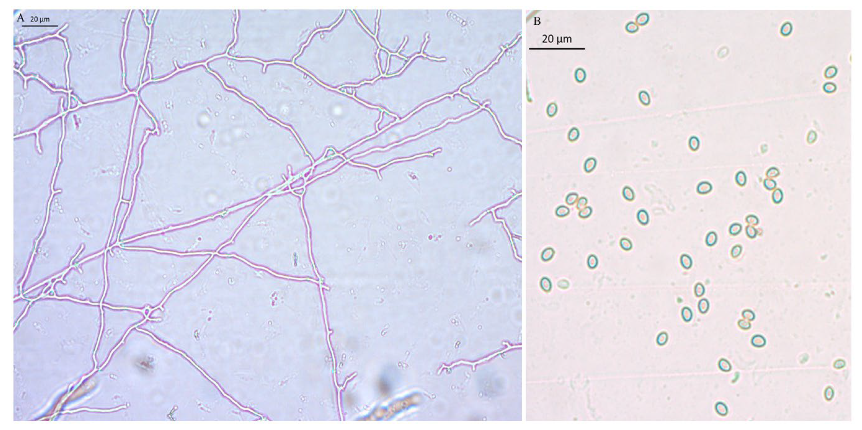 Preprints 142075 g006