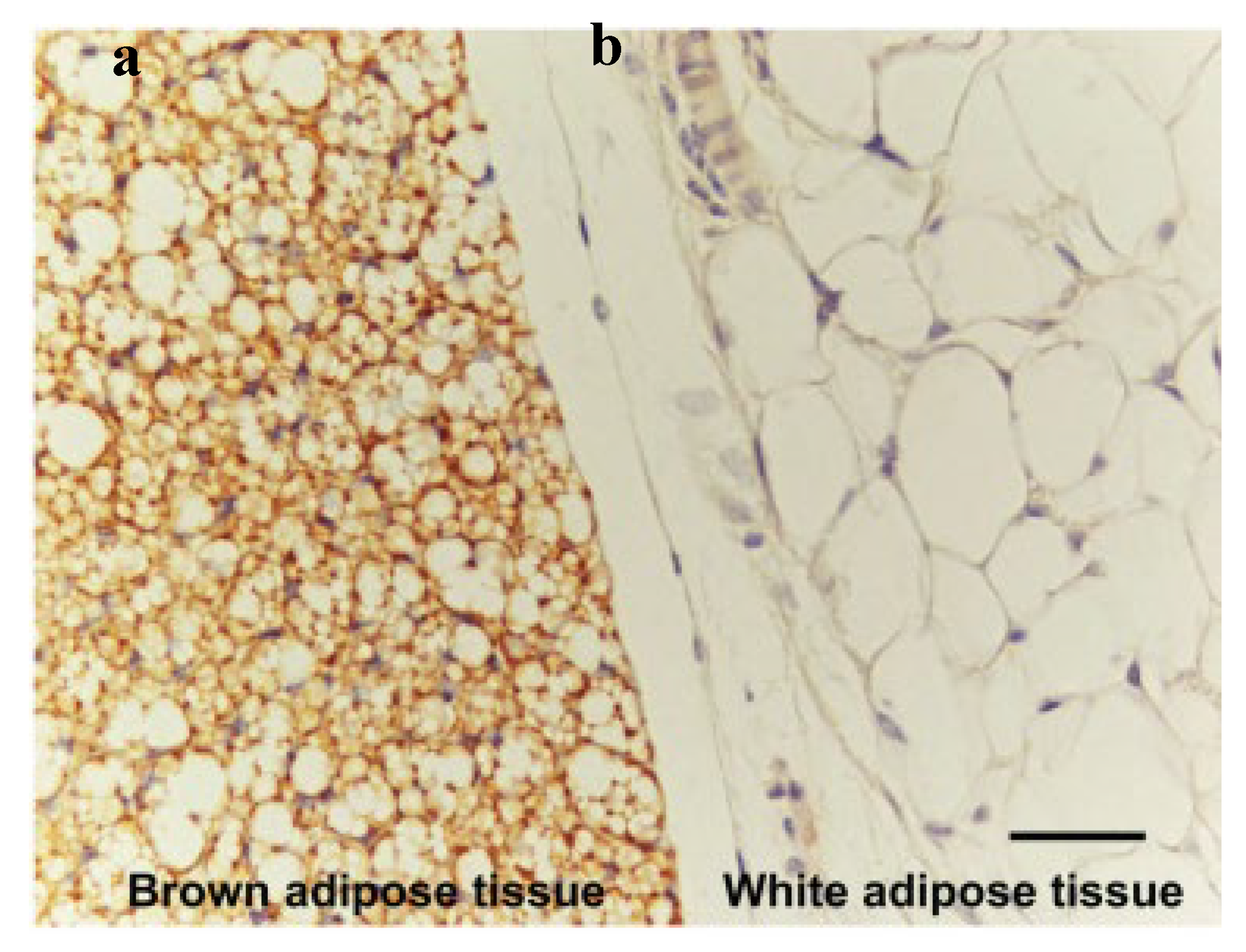 Preprints 113670 g004