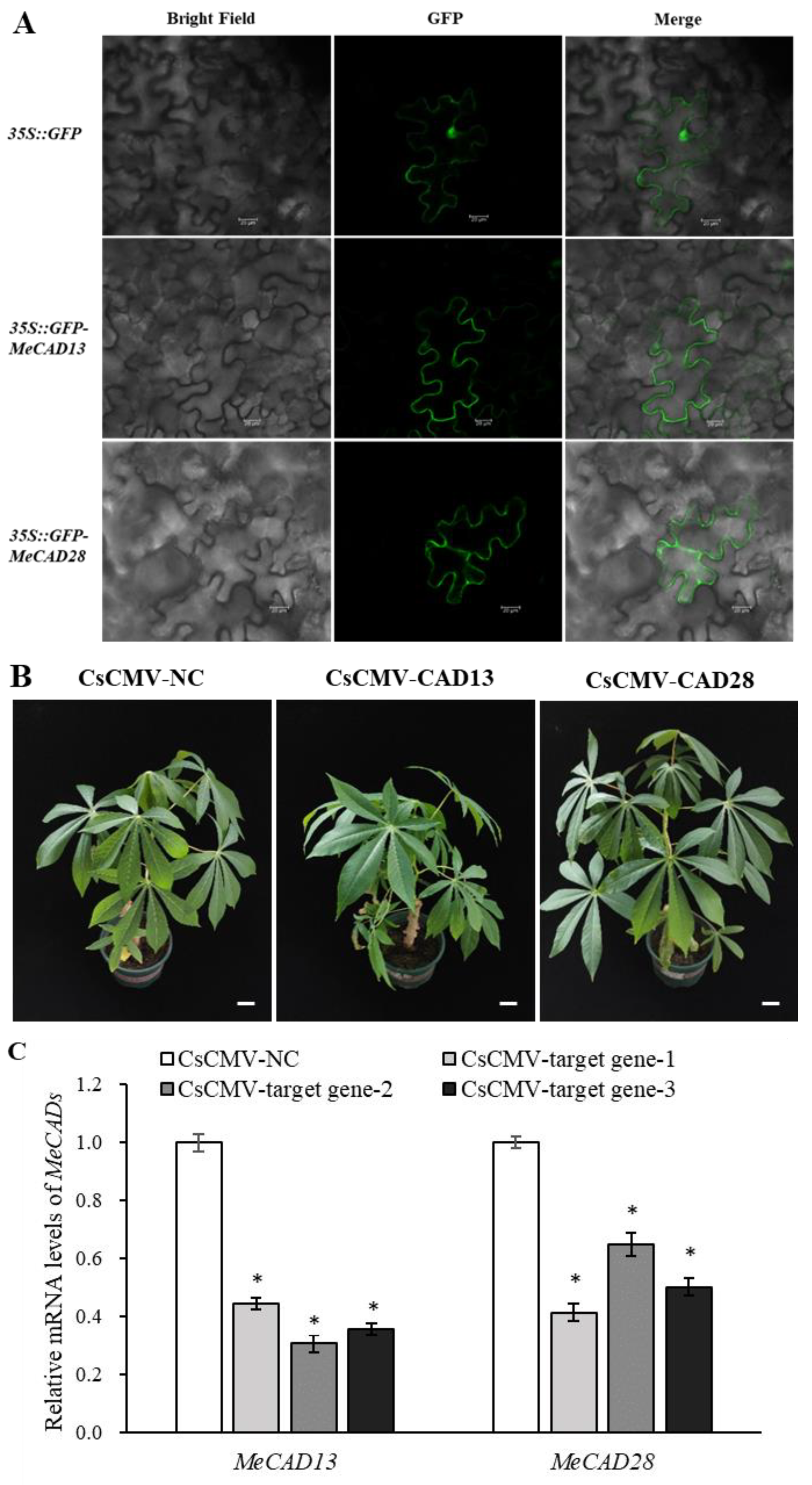 Preprints 119726 g006