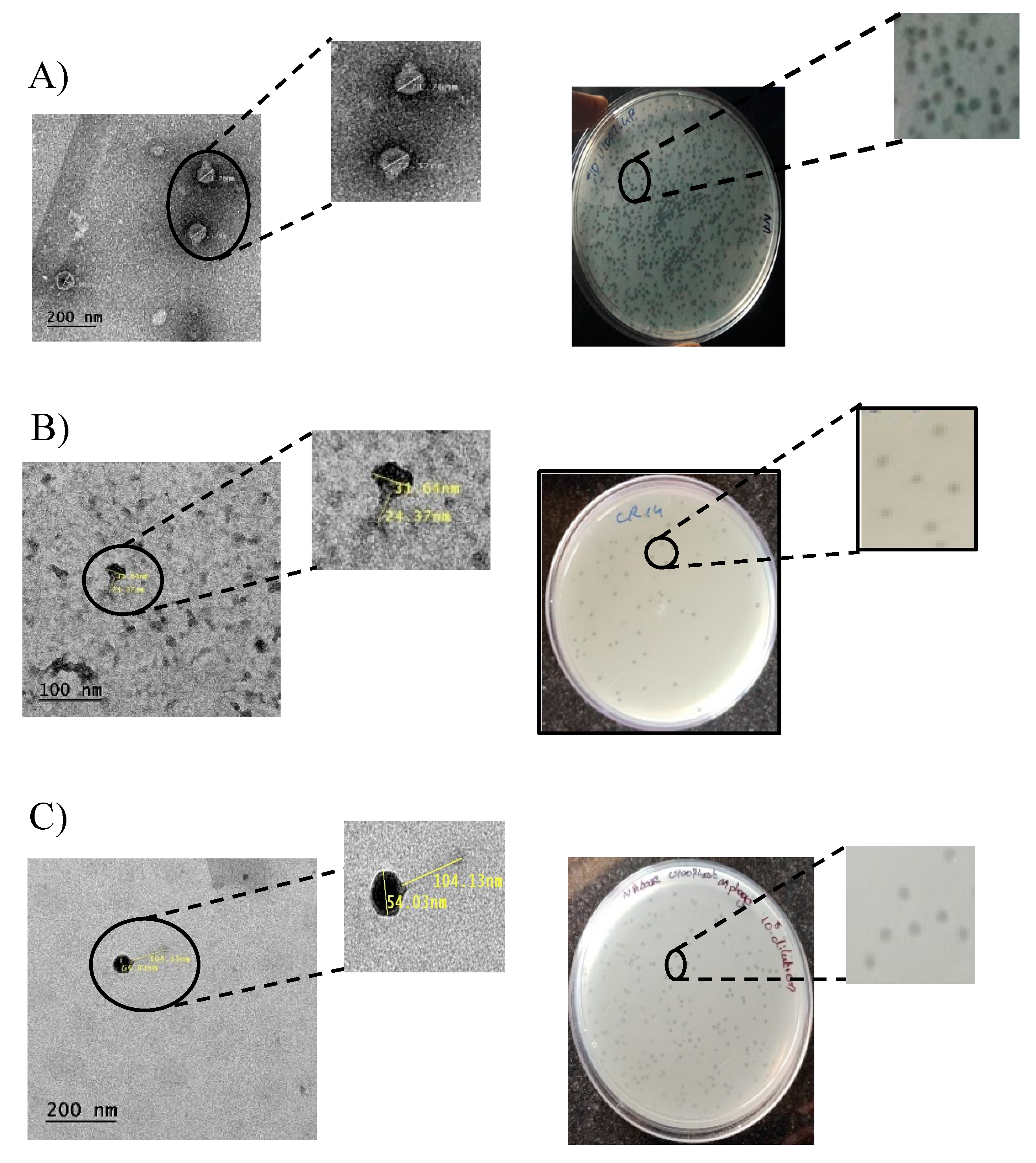 Preprints 78762 g001