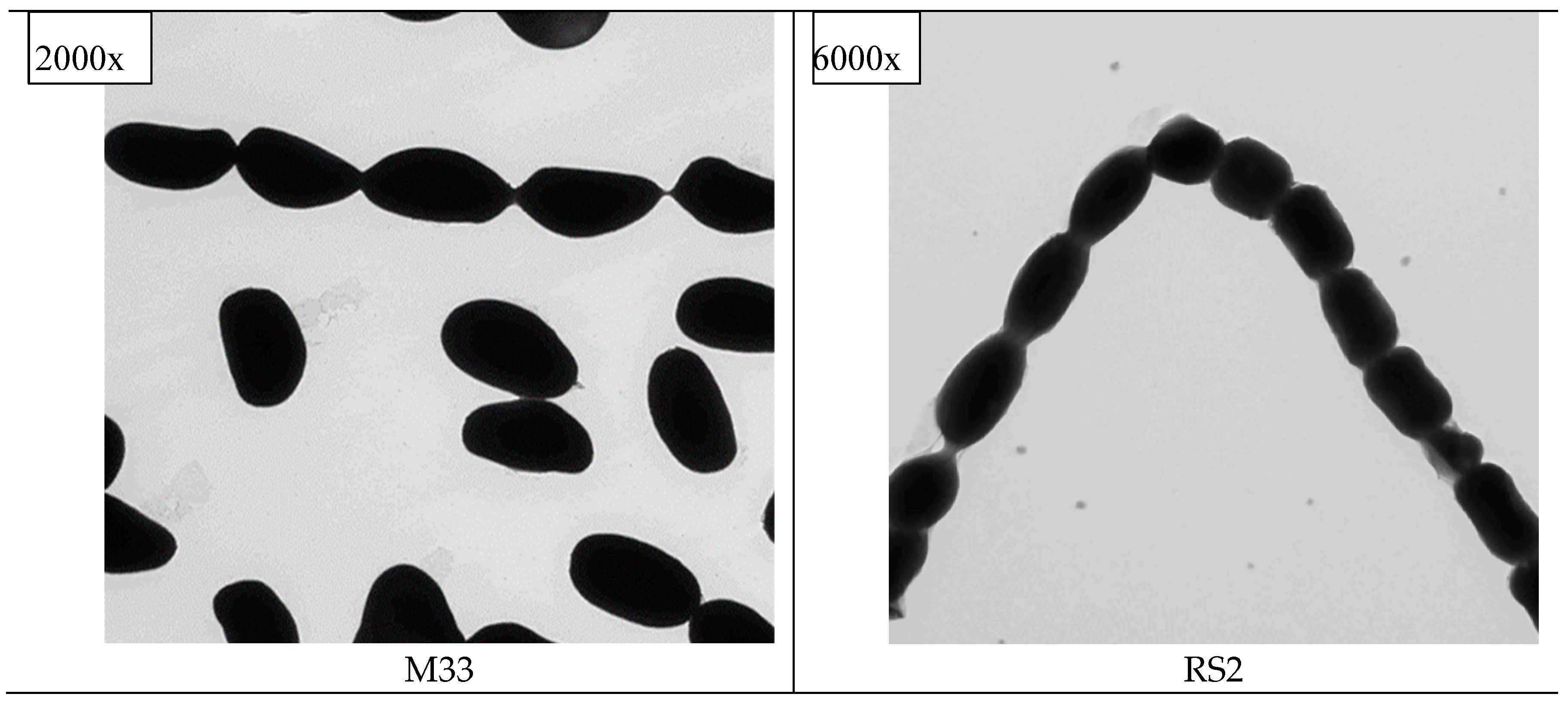 Preprints 69488 g003