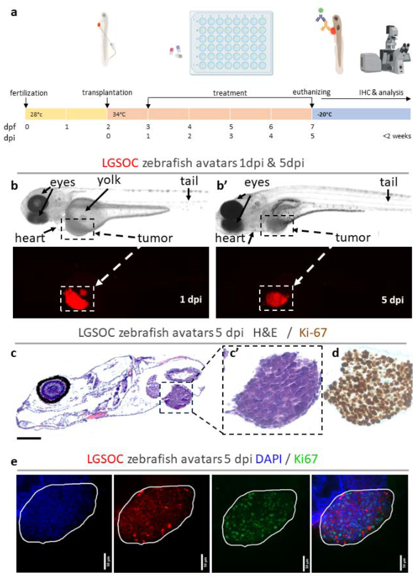 Preprints 101881 g001