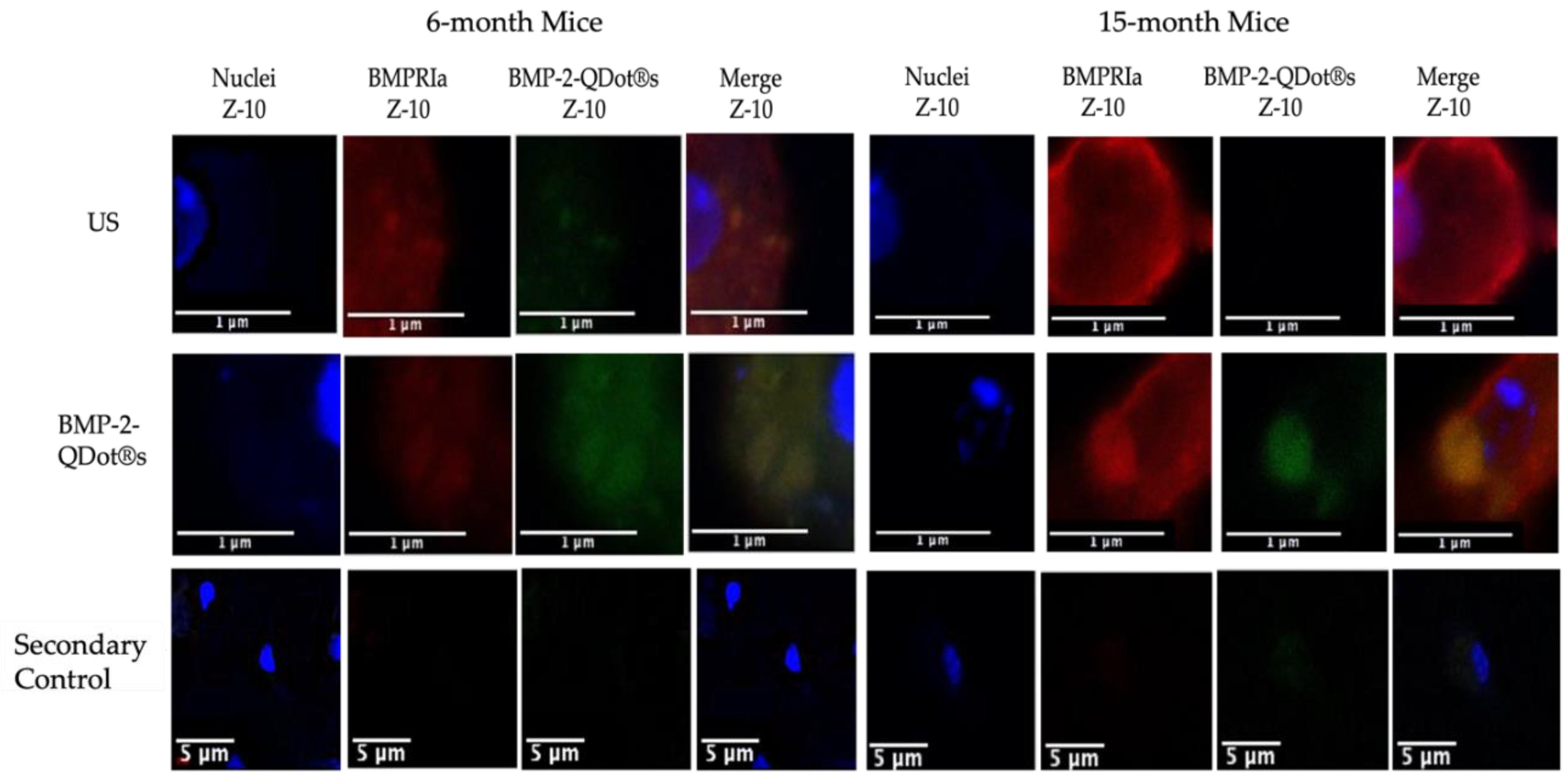 Preprints 91346 g002