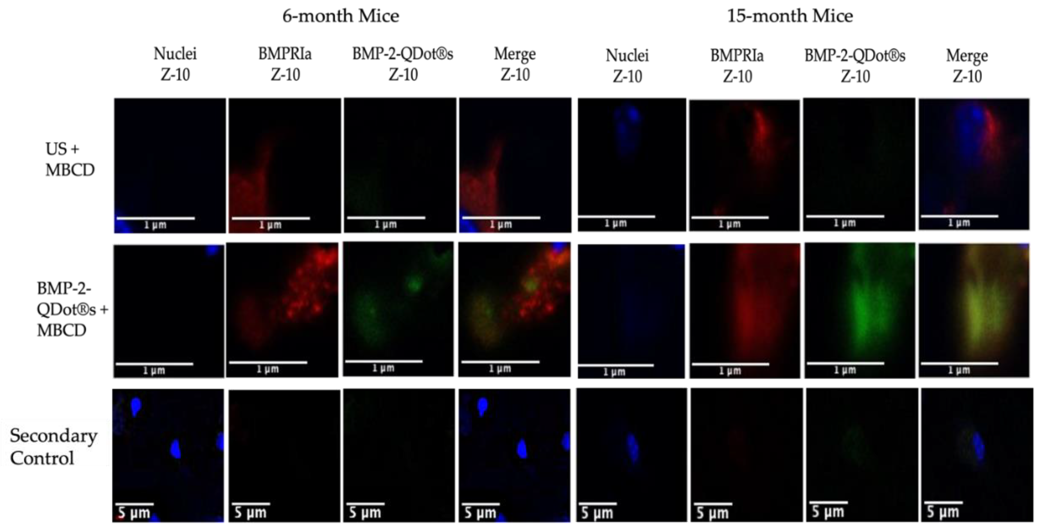 Preprints 91346 g003