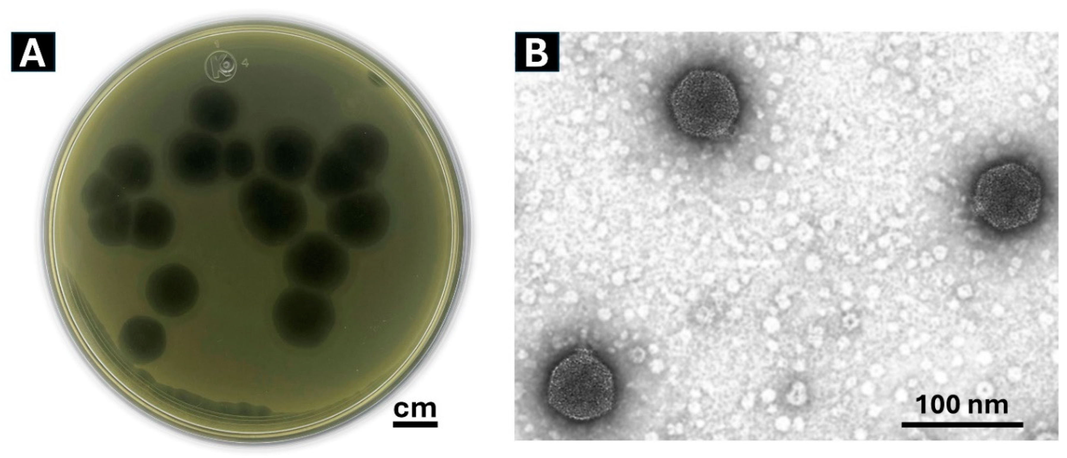 Preprints 118662 g001