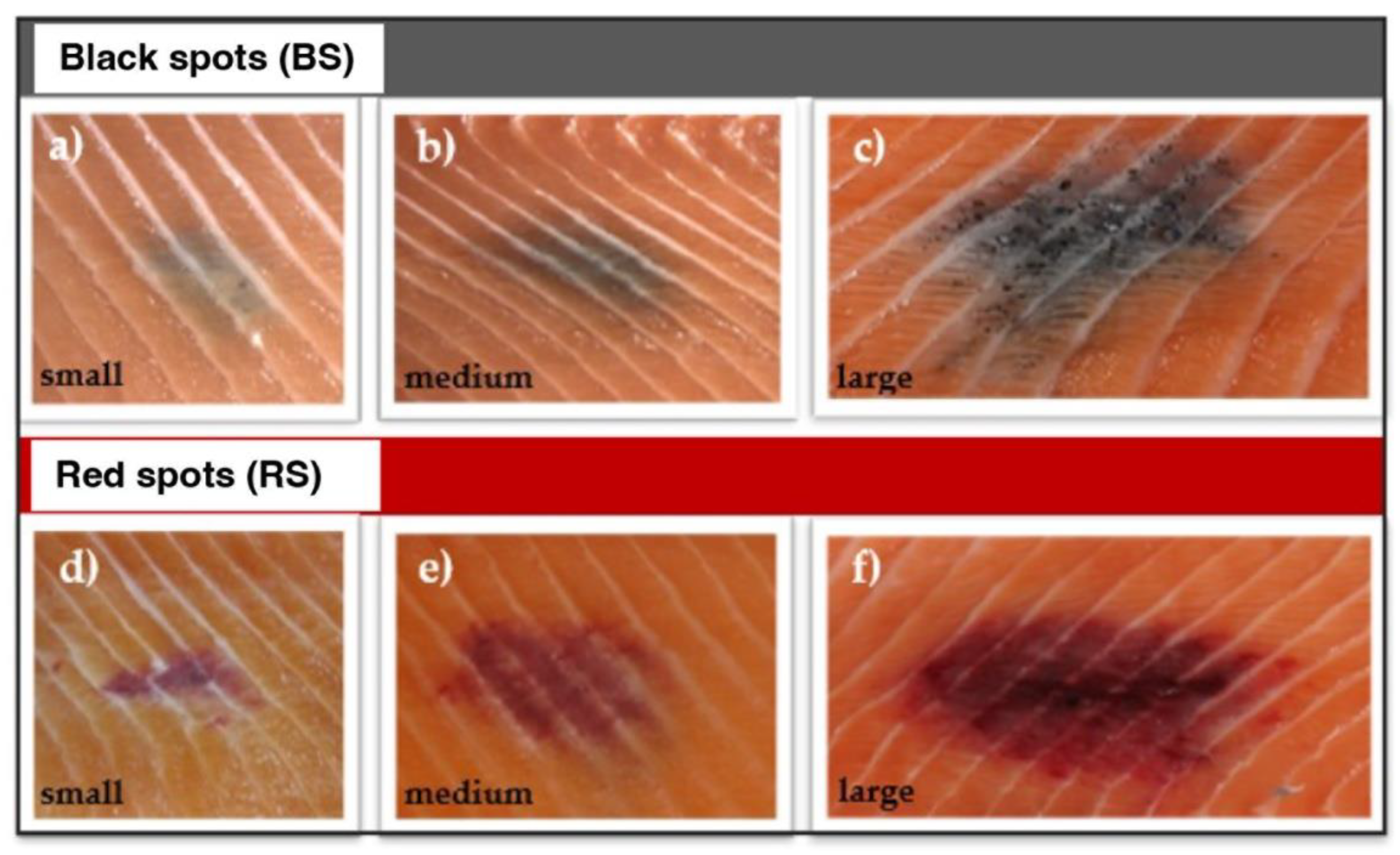 Preprints 88975 g003