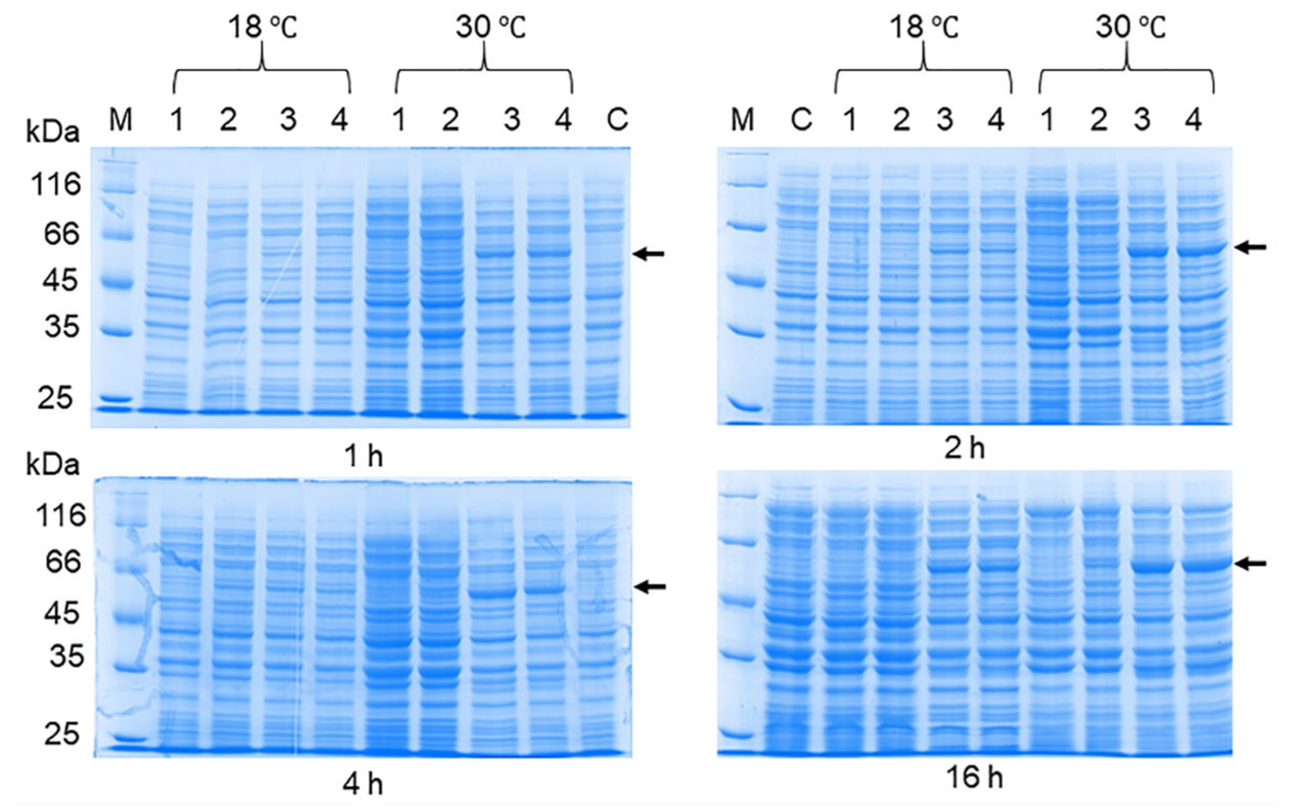 Preprints 105964 g006