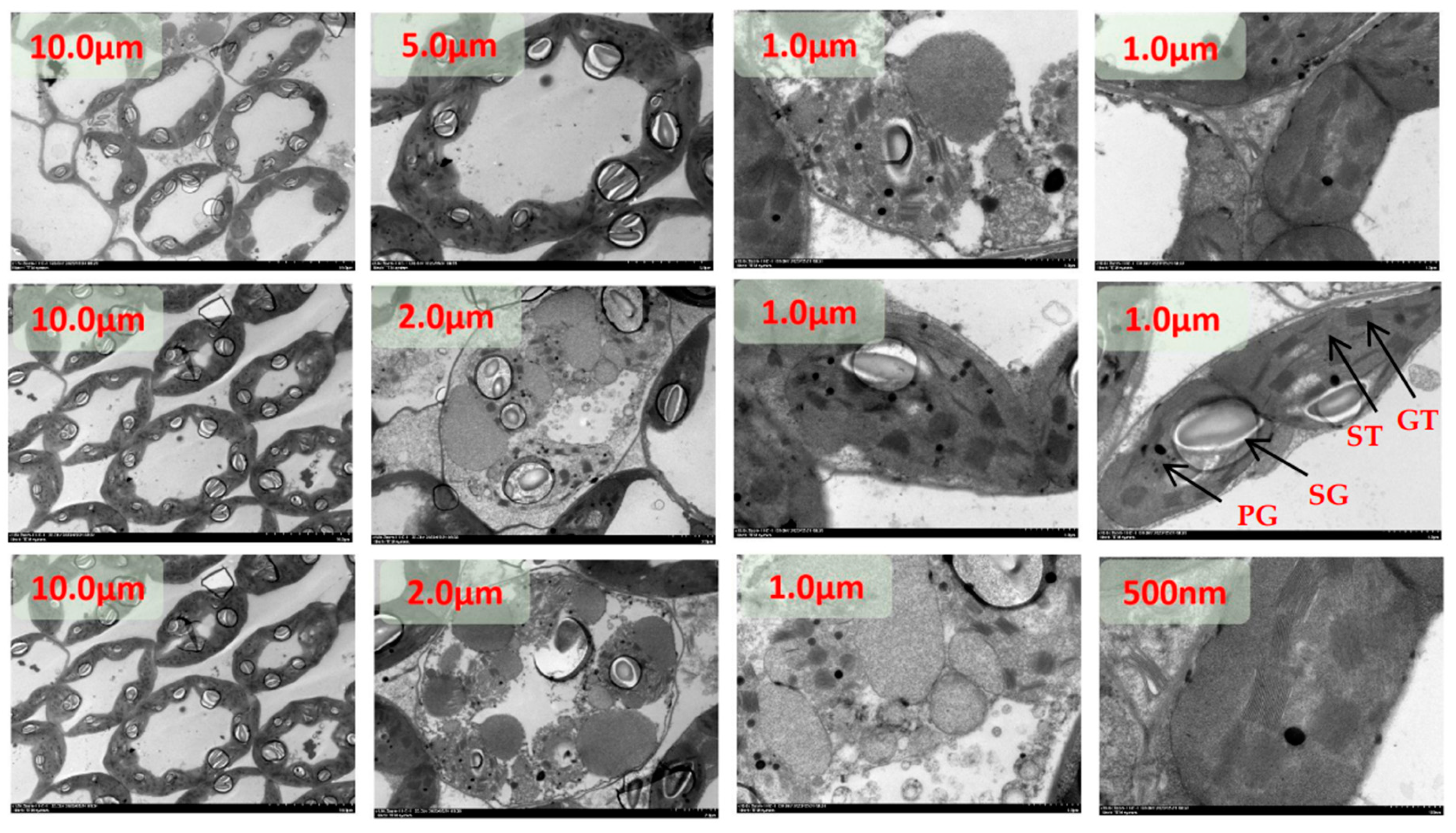 Preprints 96746 g001