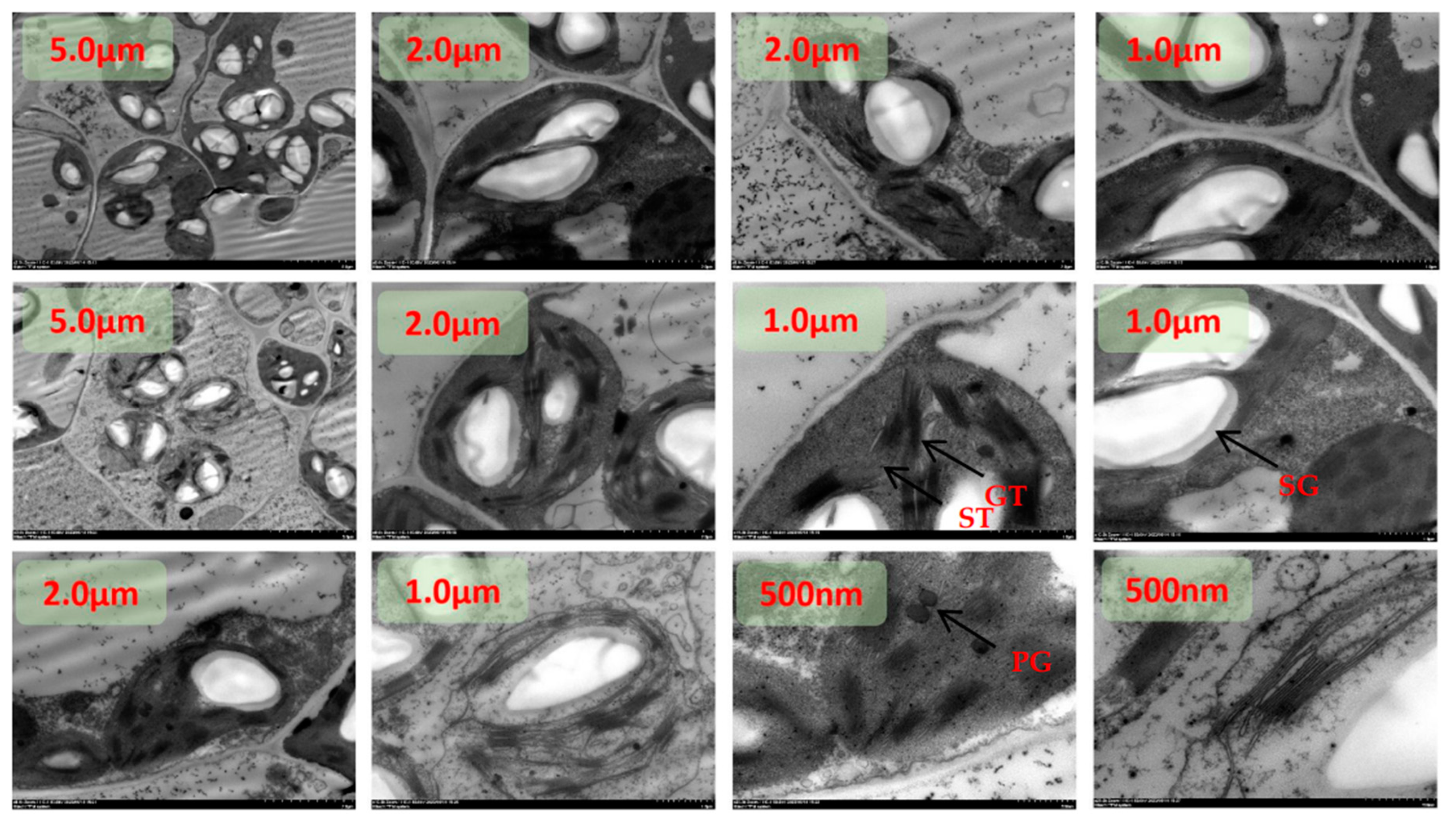 Preprints 96746 g002