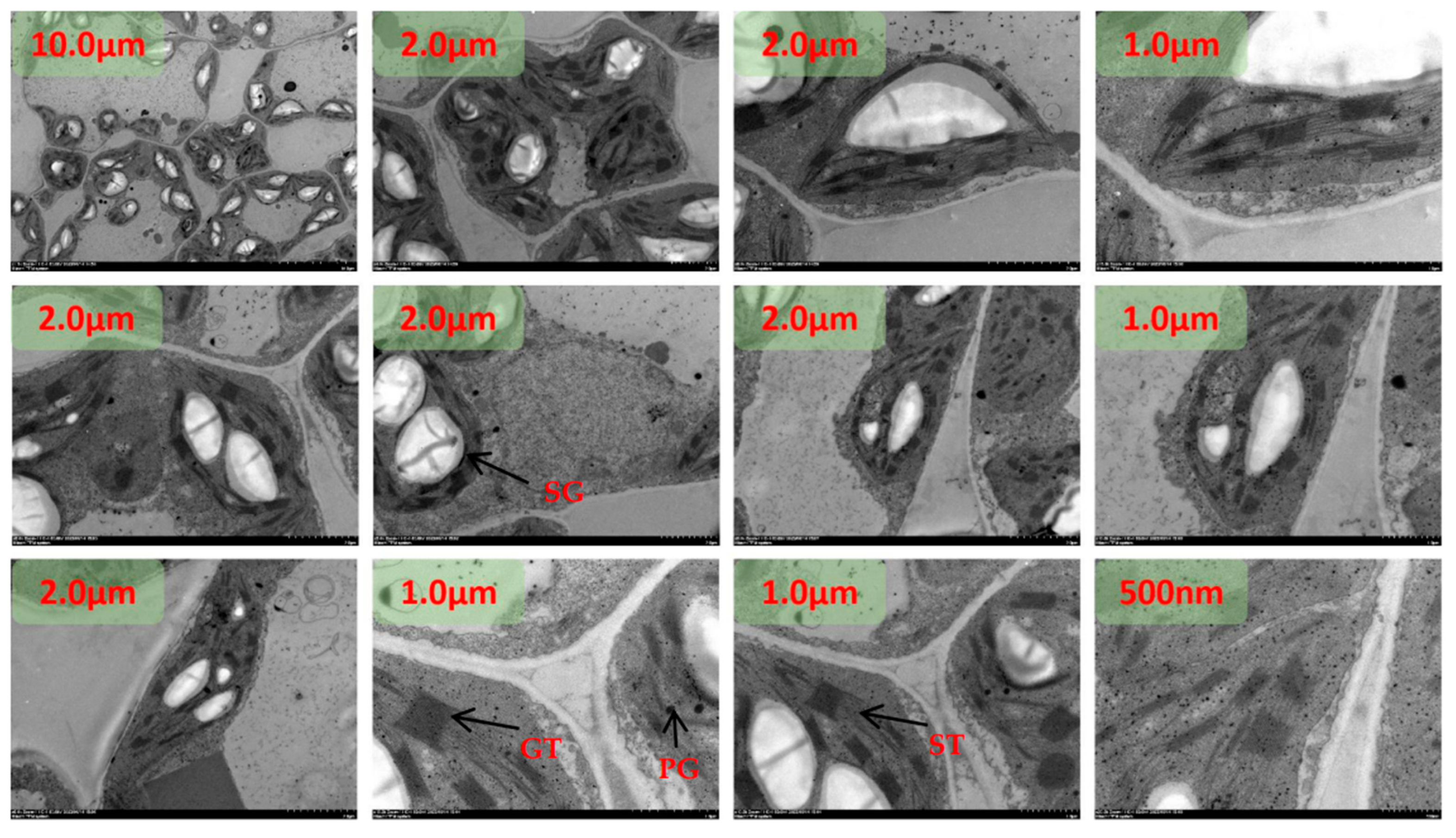 Preprints 96746 g003