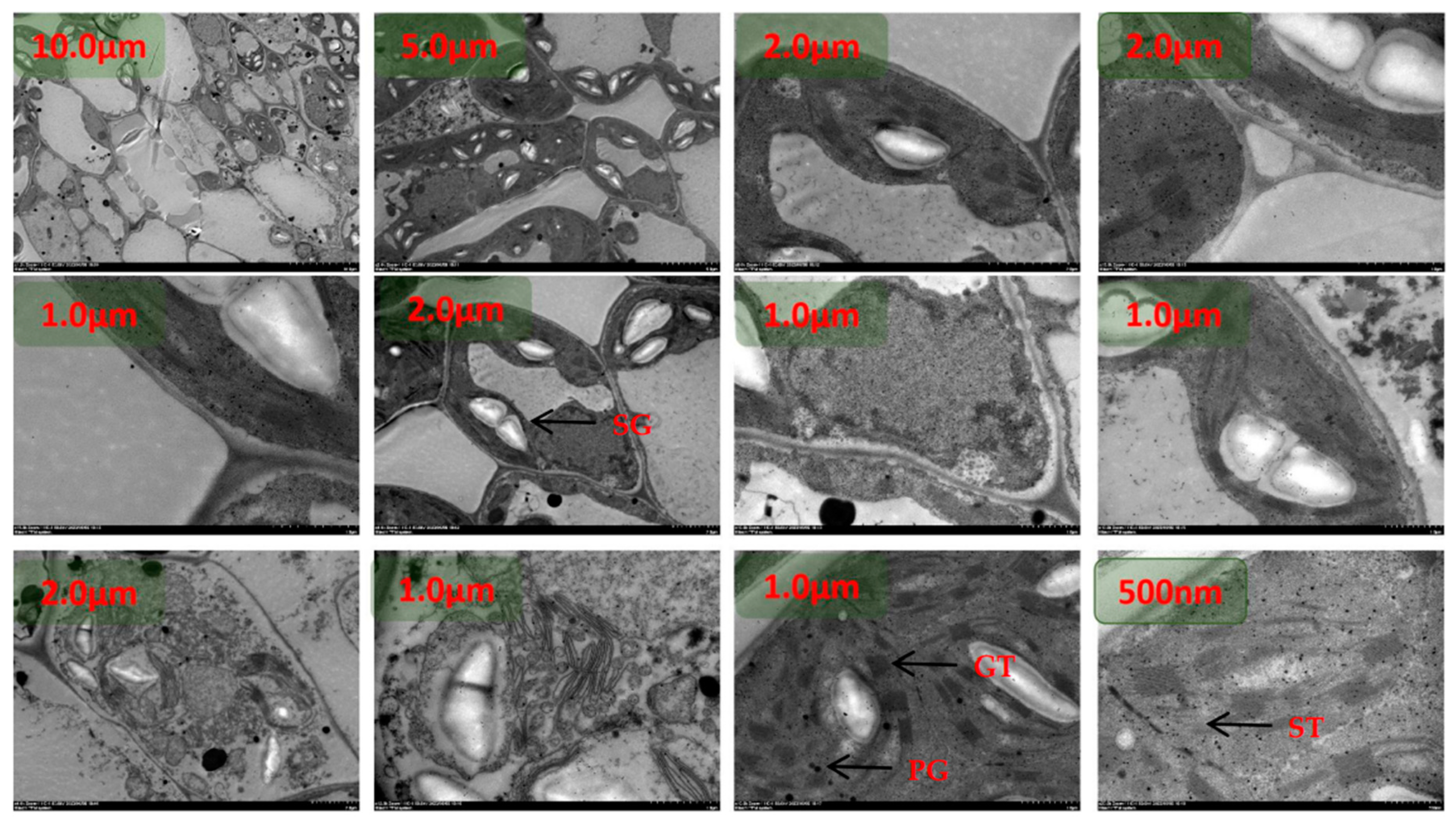 Preprints 96746 g004