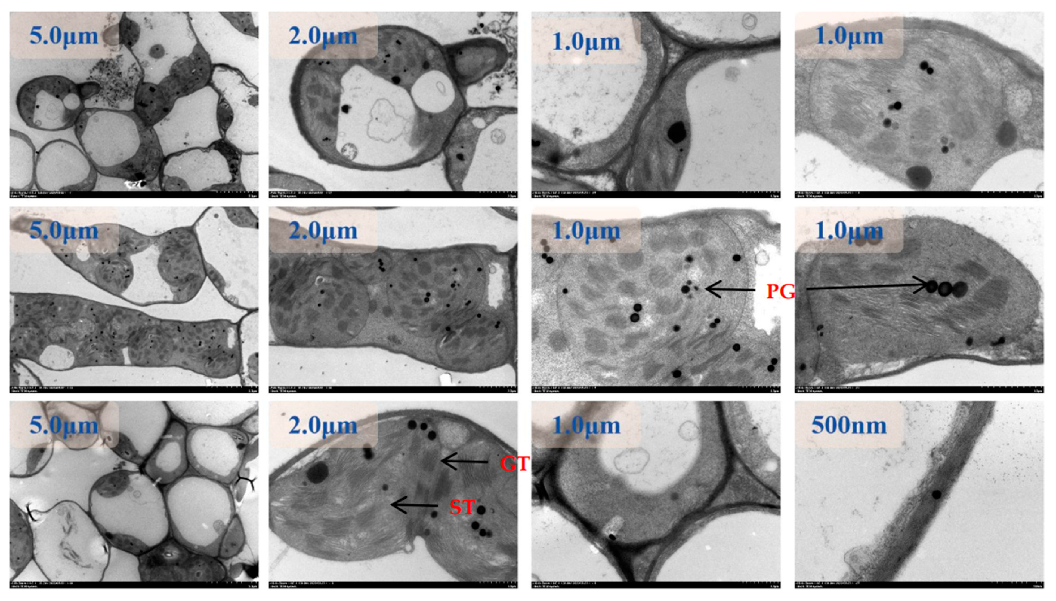 Preprints 96746 g005