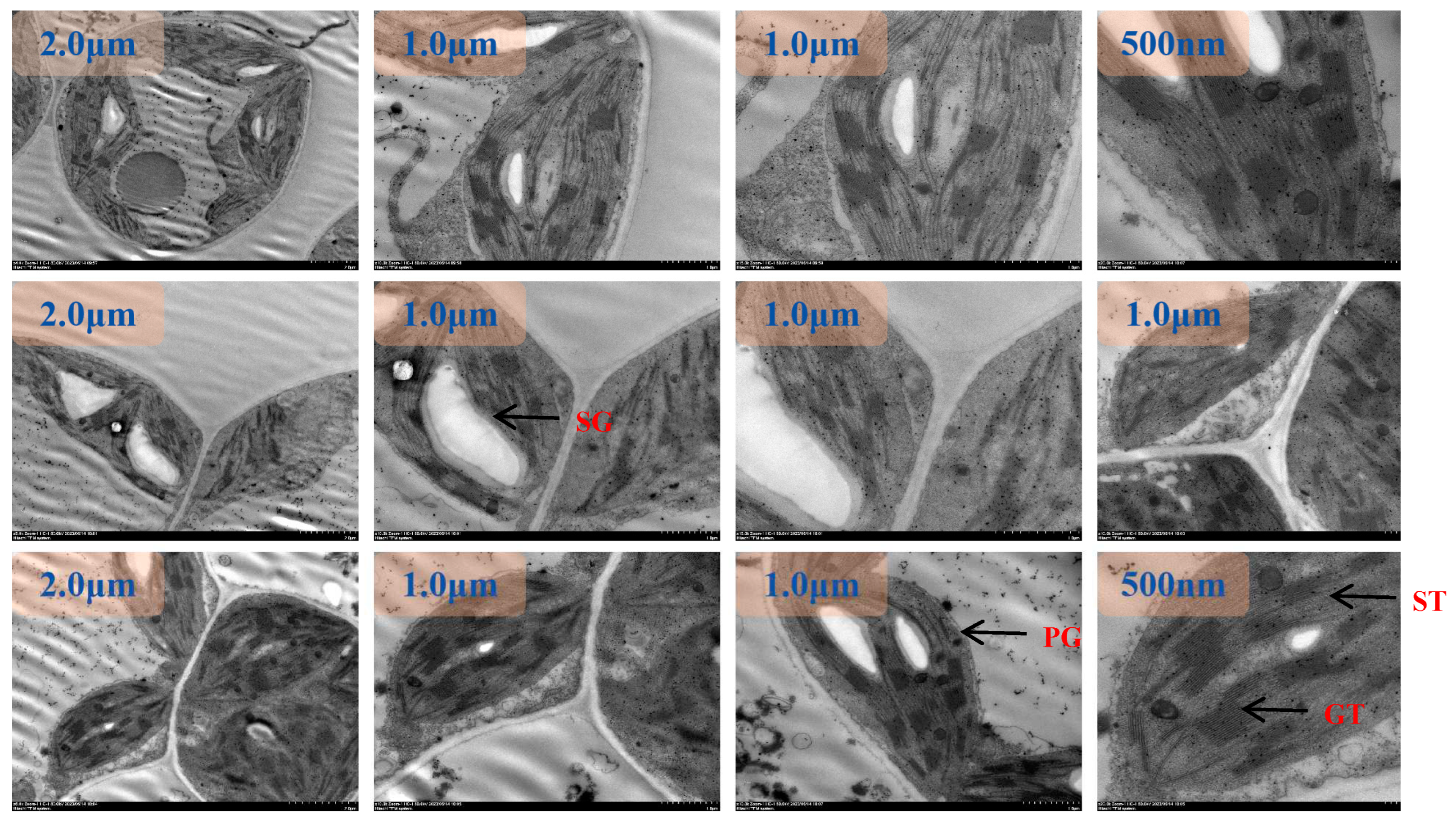 Preprints 96746 g006