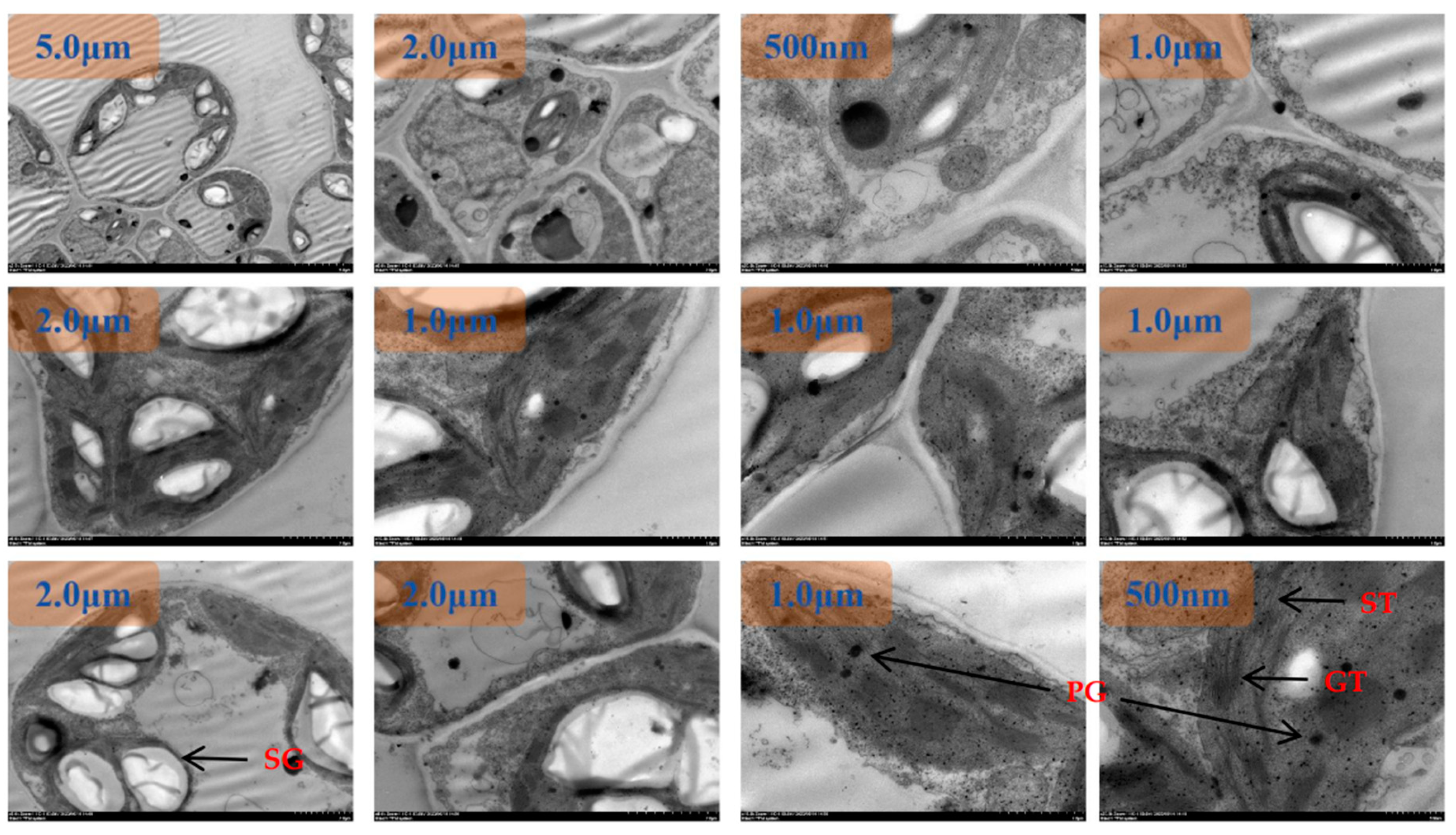 Preprints 96746 g007