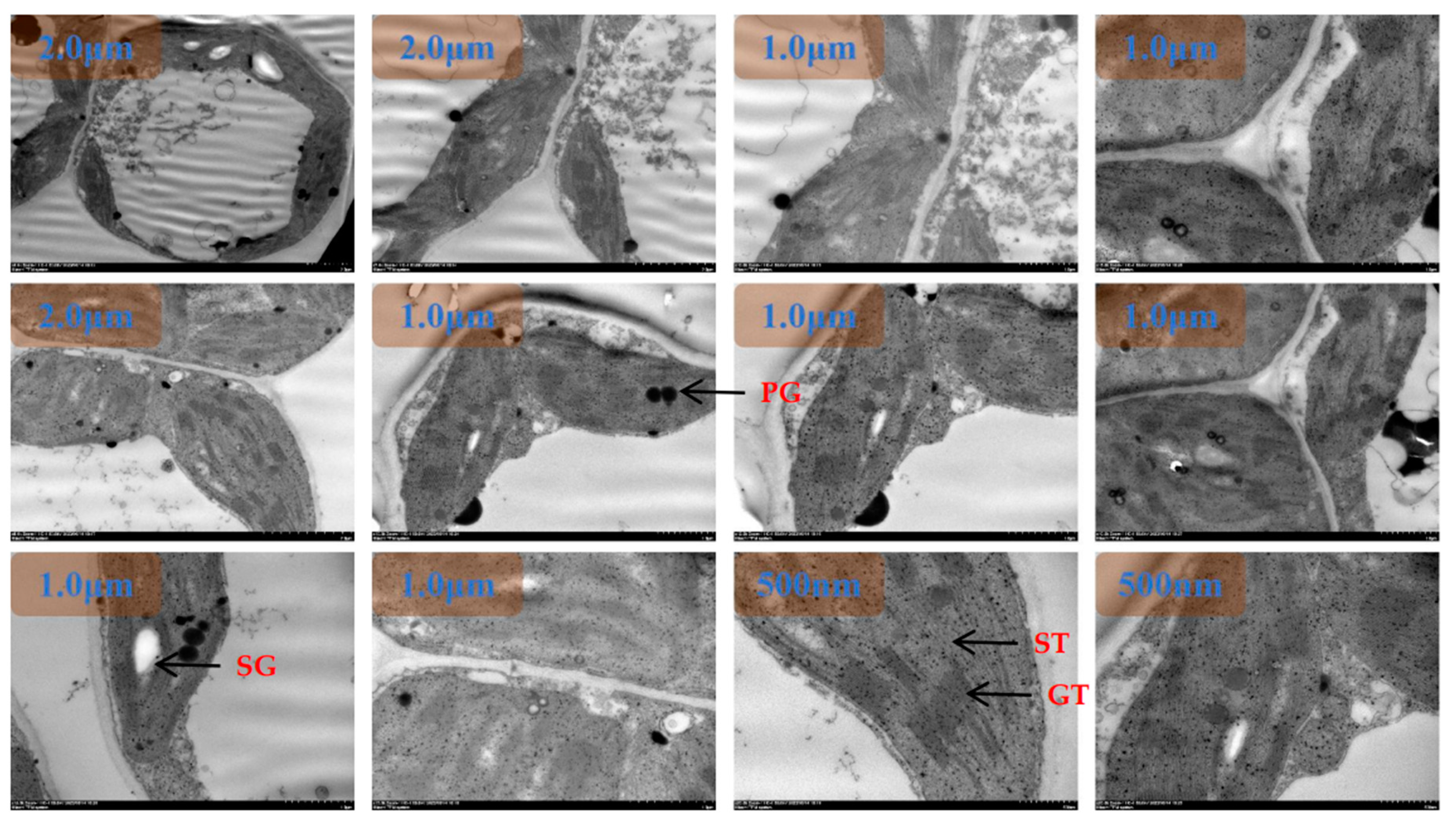 Preprints 96746 g008