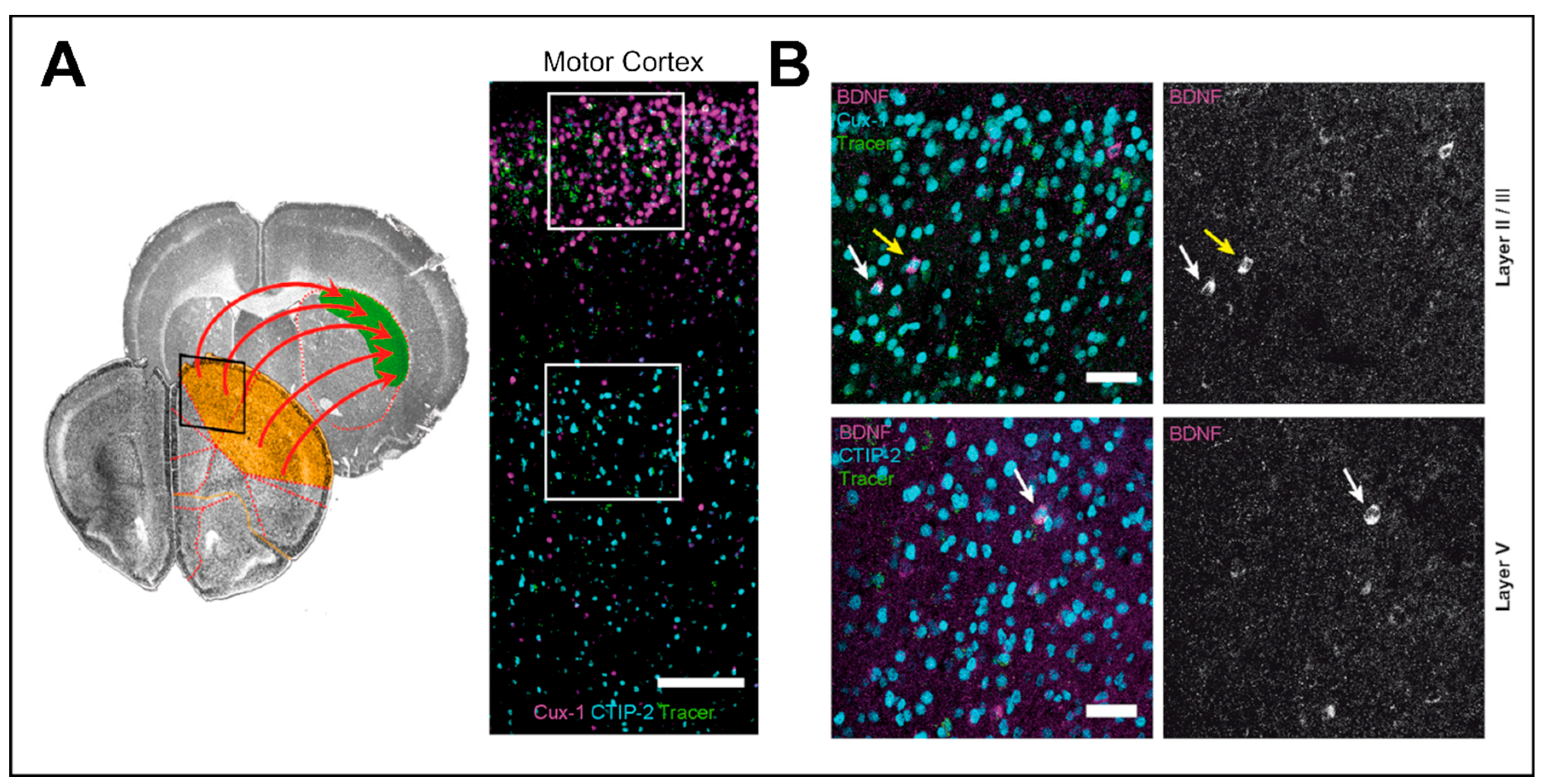 Preprints 111099 g002