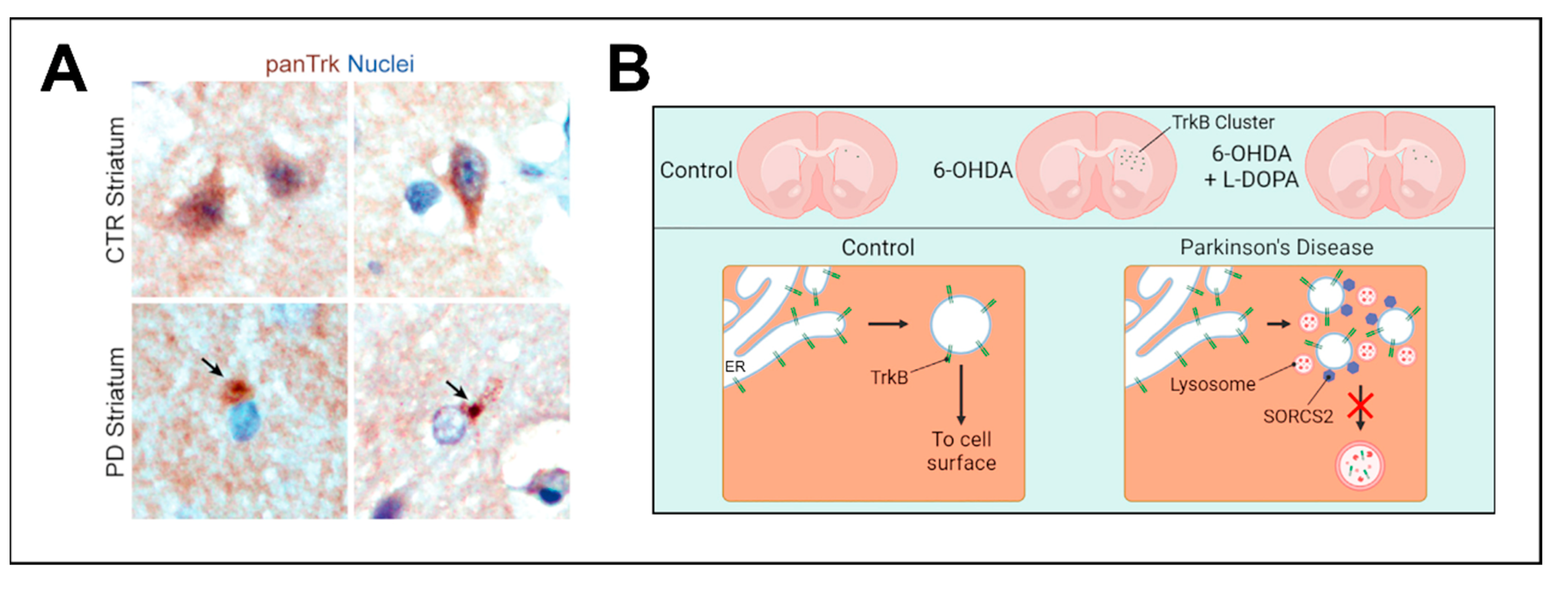 Preprints 111099 g003