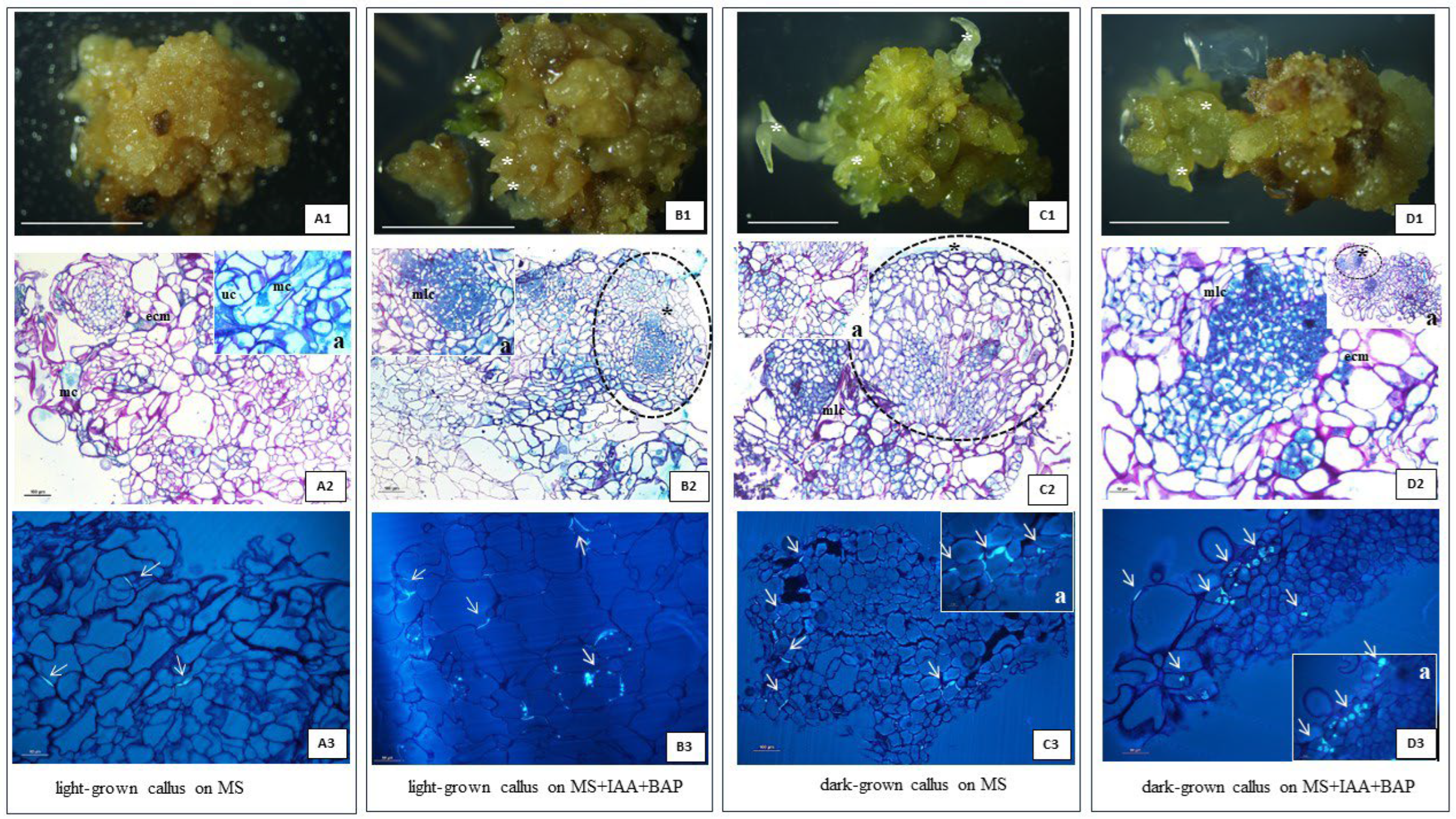 Preprints 119051 g009