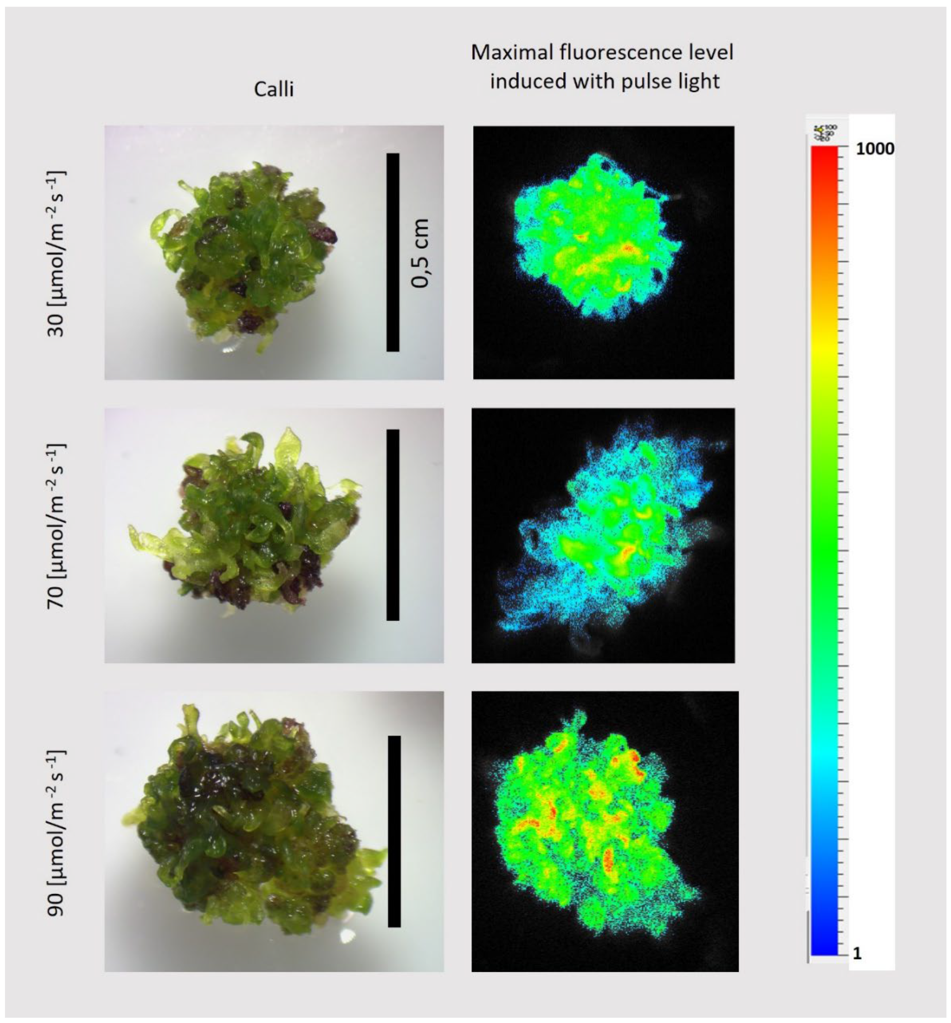 Preprints 119051 g011