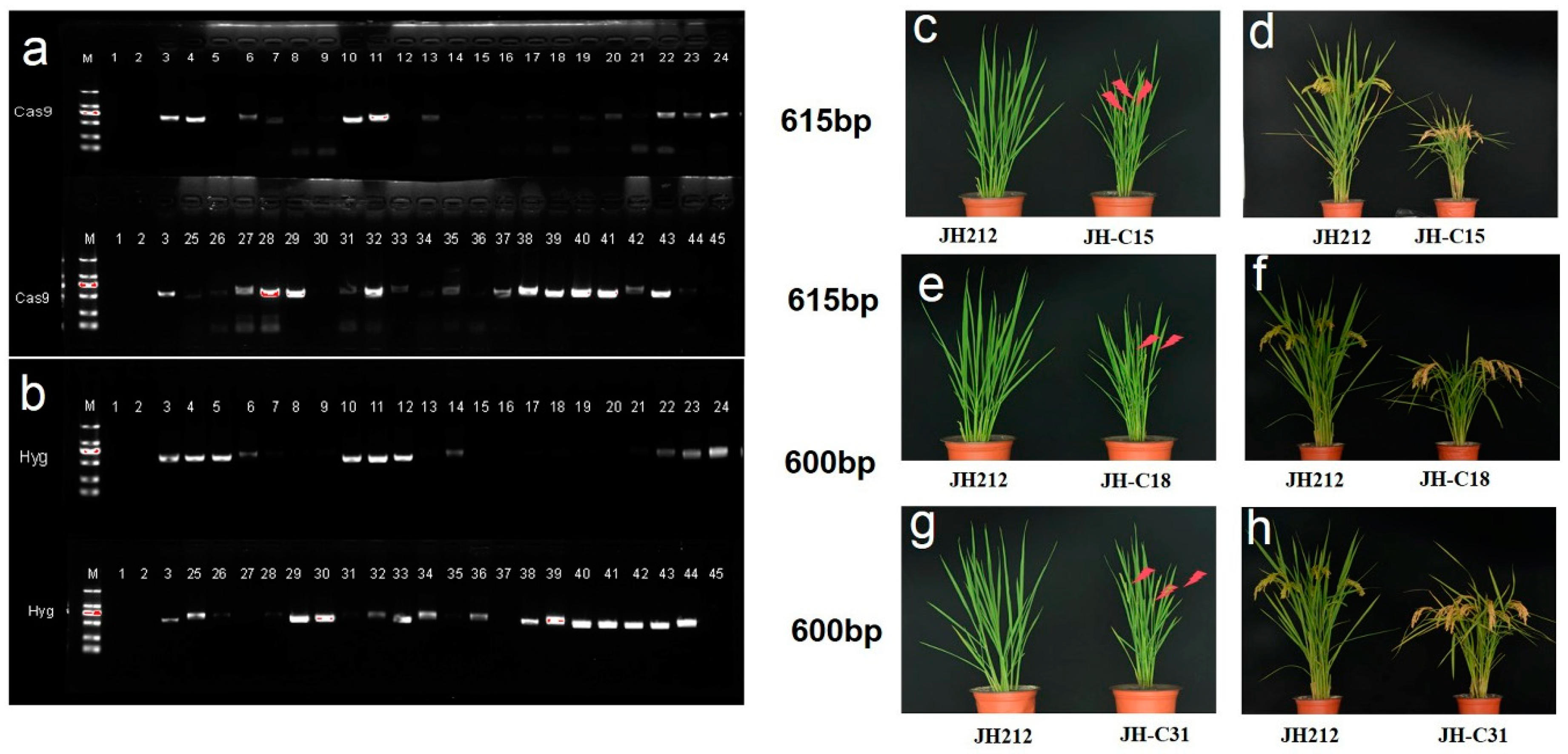 Preprints 106156 g005