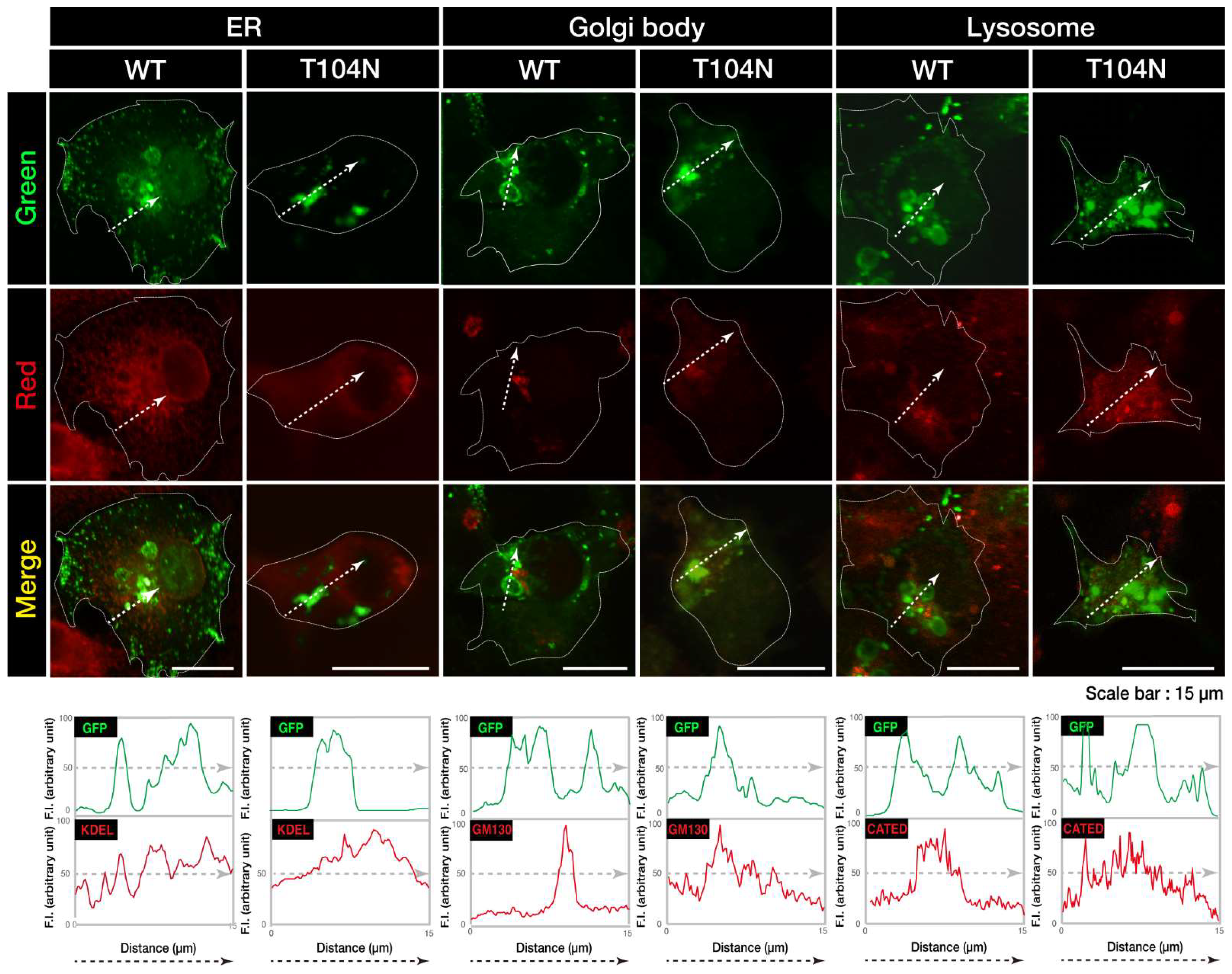 Preprints 76921 g002