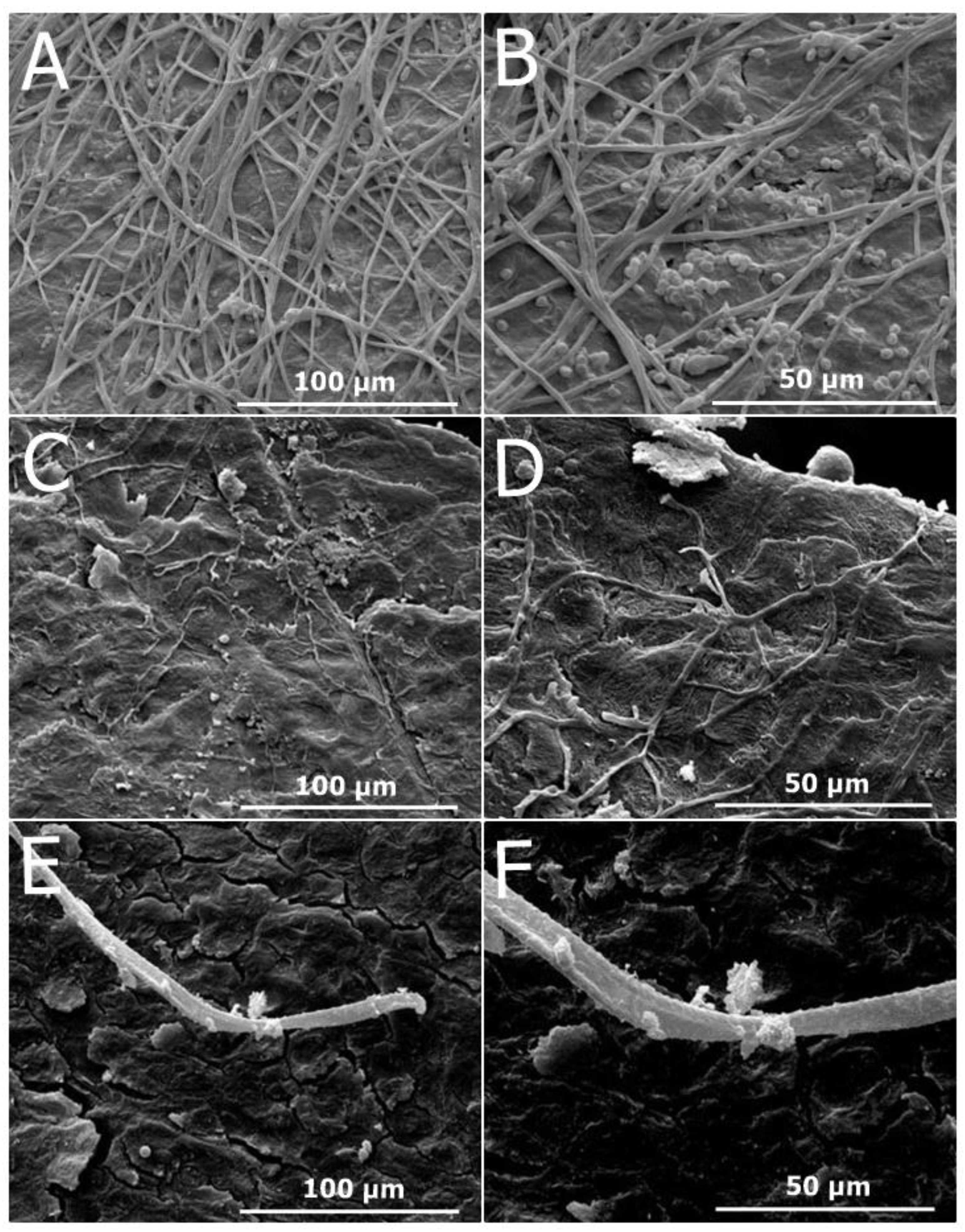 Preprints 115679 g008