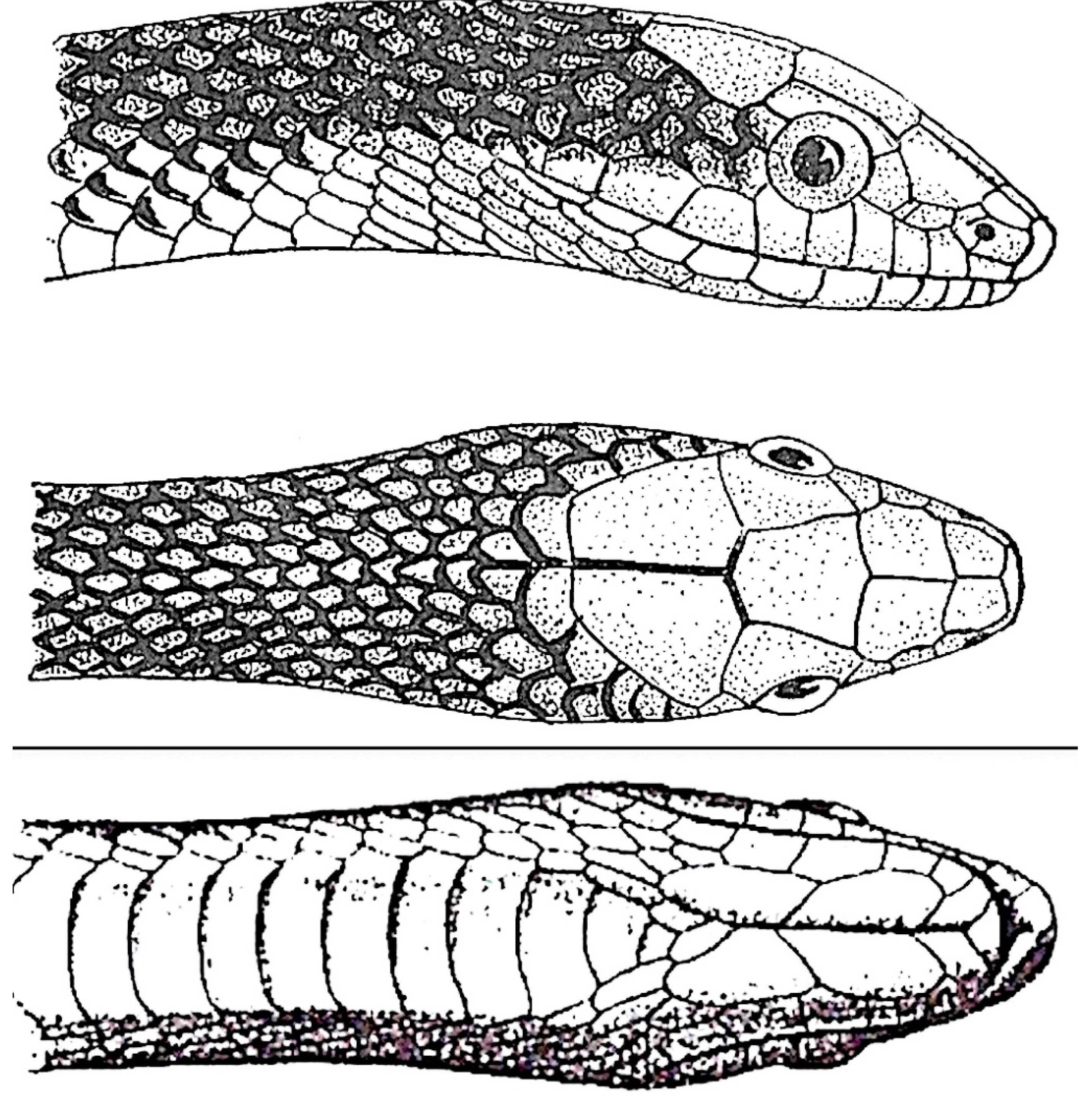 Preprints 113526 g001