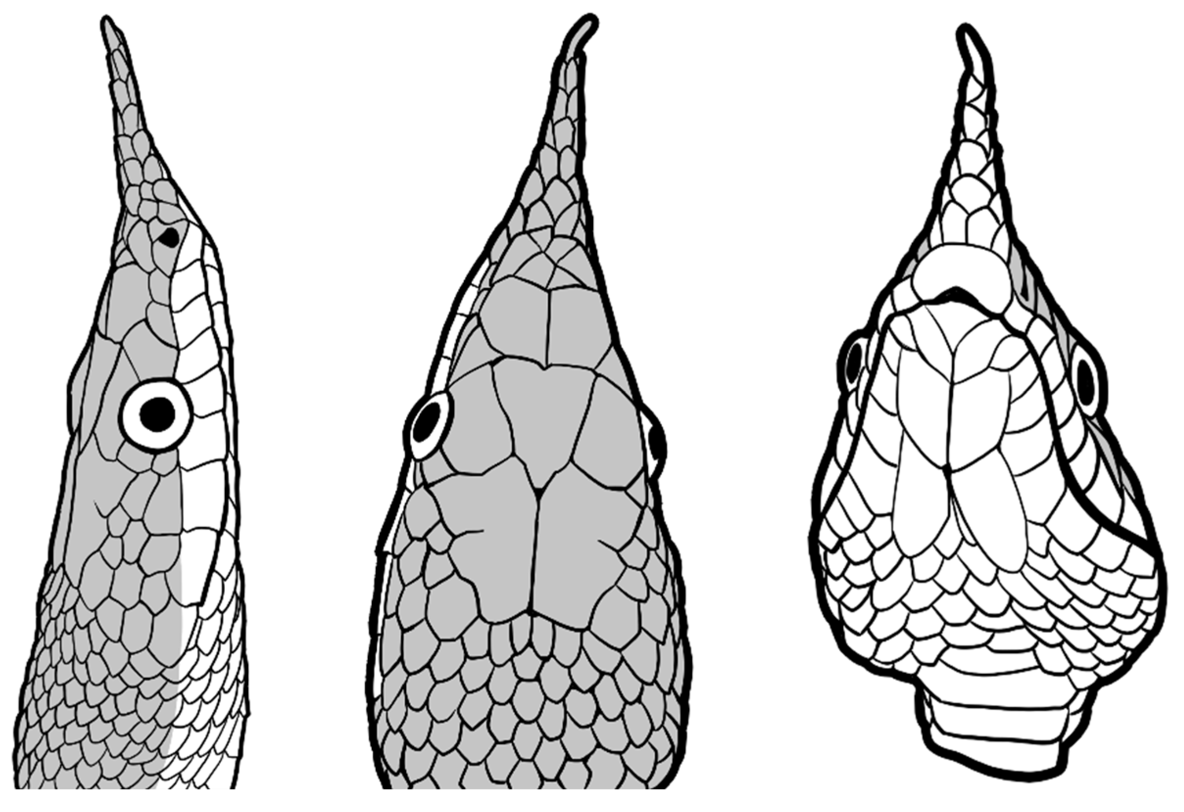 Preprints 113526 g006