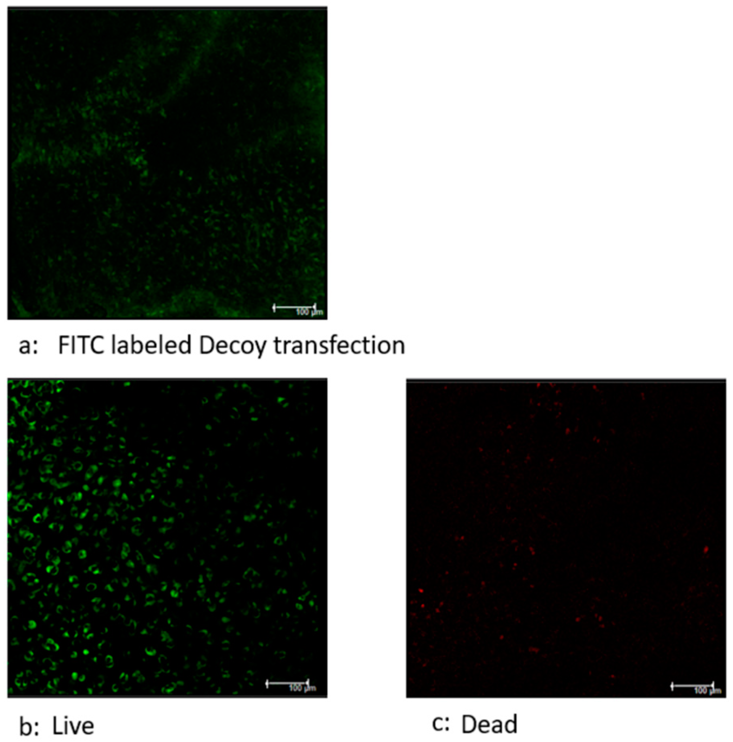 Preprints 88765 g005